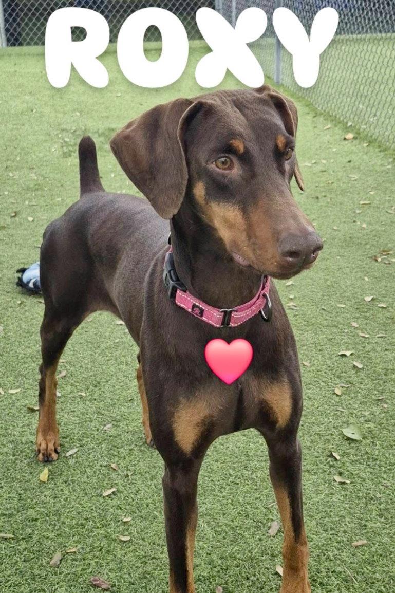Roxy 3495, Adoptable, Young Female Doberman Pinscher.