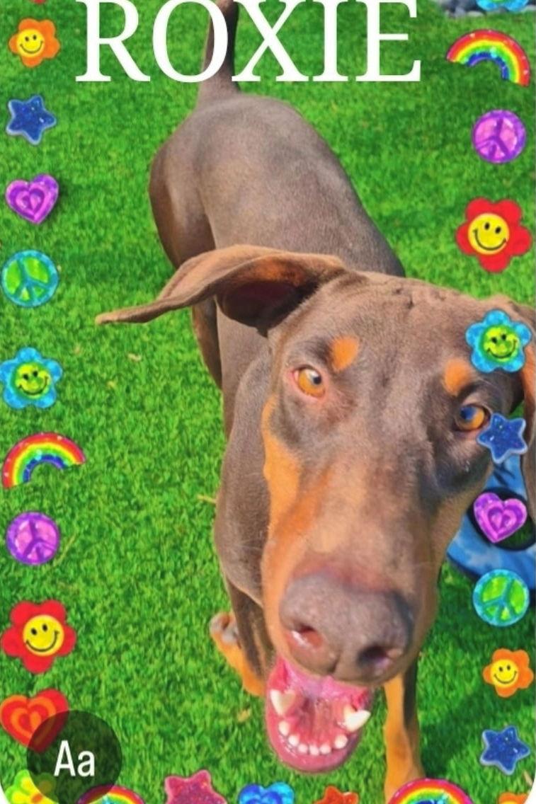 Enlarge Roxy 3495, a Adoptable Doberman Pinscher in Oakland Park, FL image 1/3