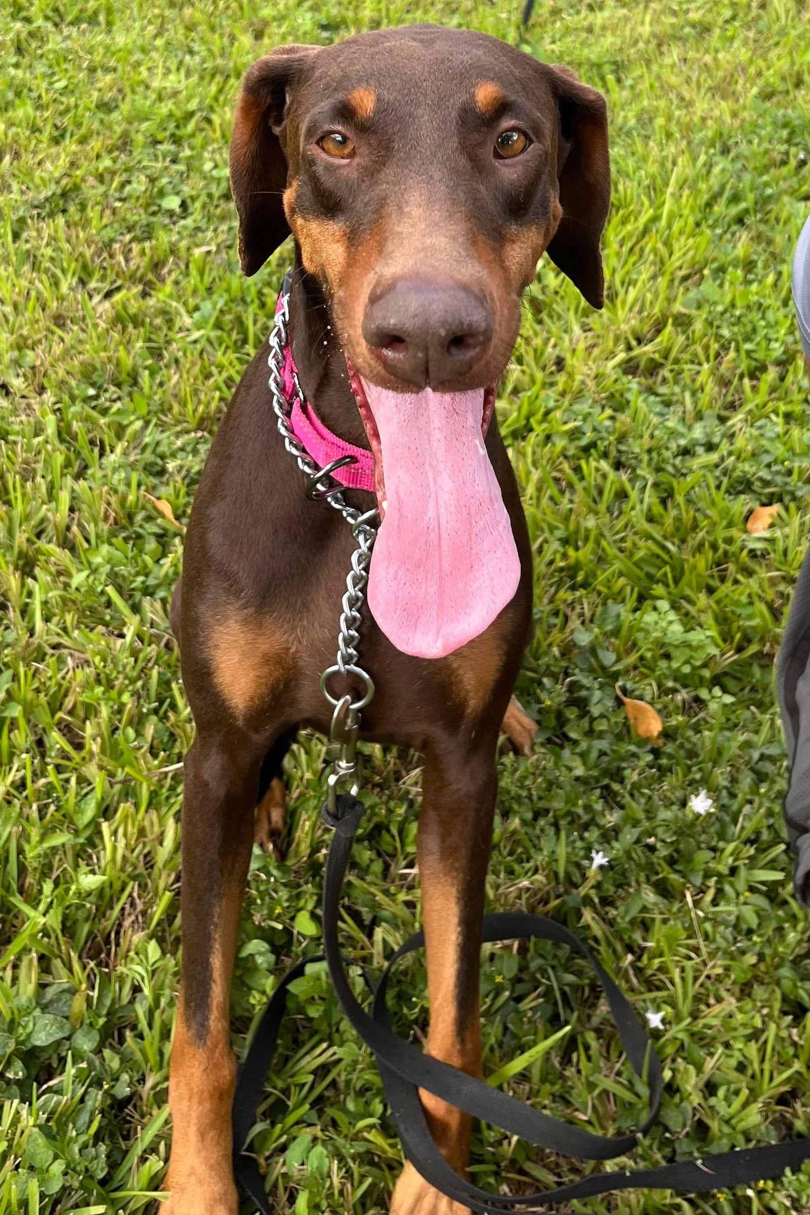 Roxy 3495, a Adoptable Doberman Pinscher in Oakland Park, FL image 2/3