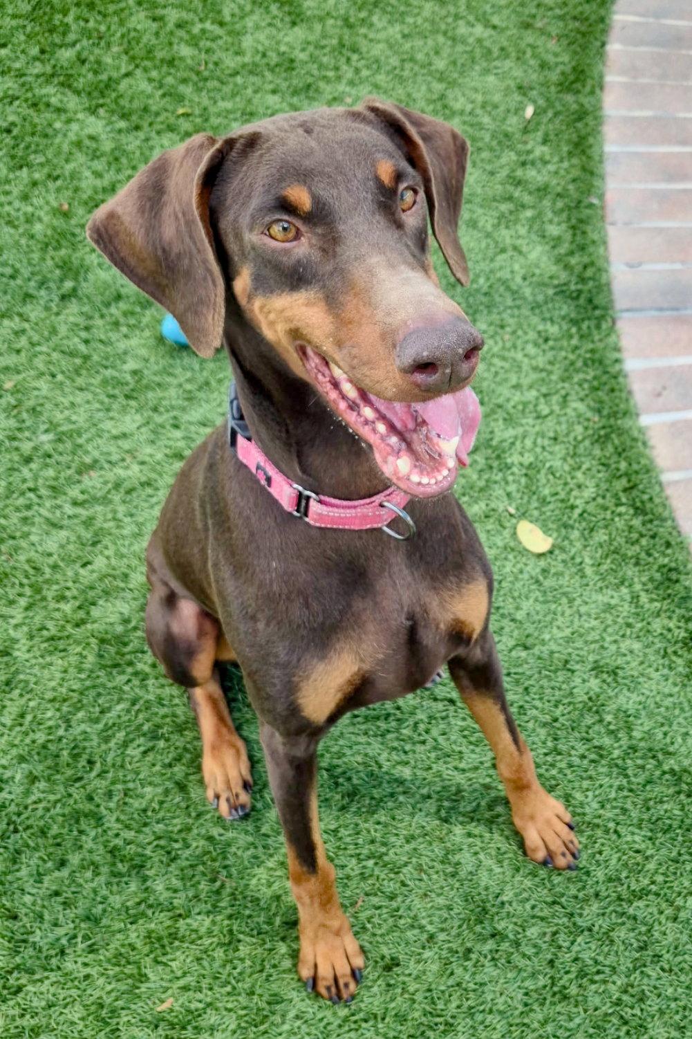Roxy 3495, Adoptable, Young Female Doberman Pinscher.
