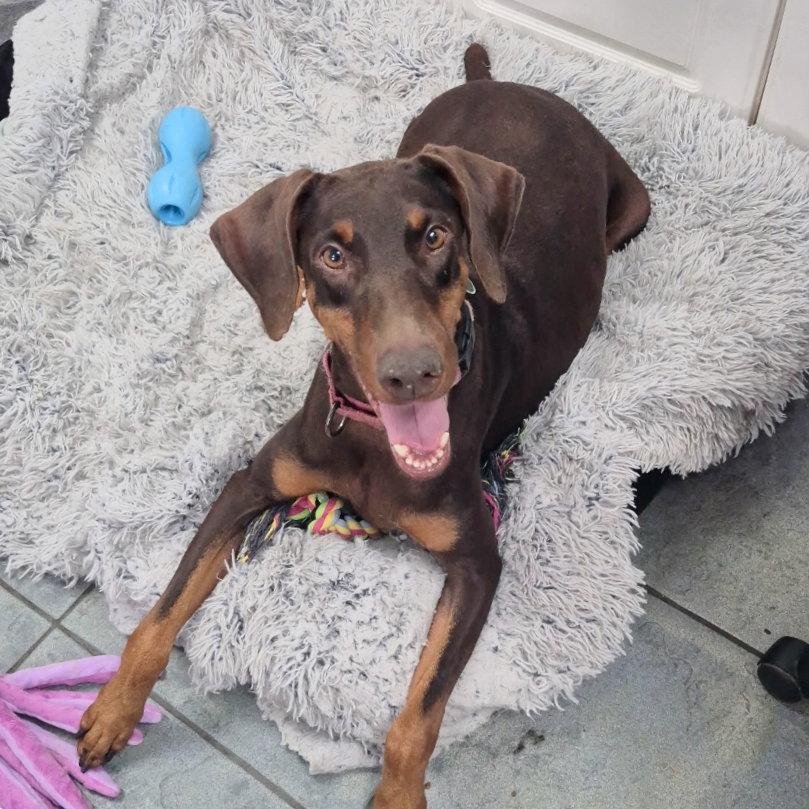 Enlarge Roxy 3495, a Adoptable Doberman Pinscher in Oakland Park, FL image 2/3