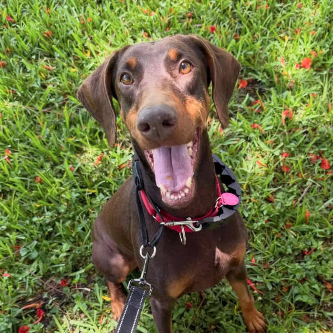 Roxy 3495, a Adoptable Doberman Pinscher in Oakland Park, FL image 2/3
