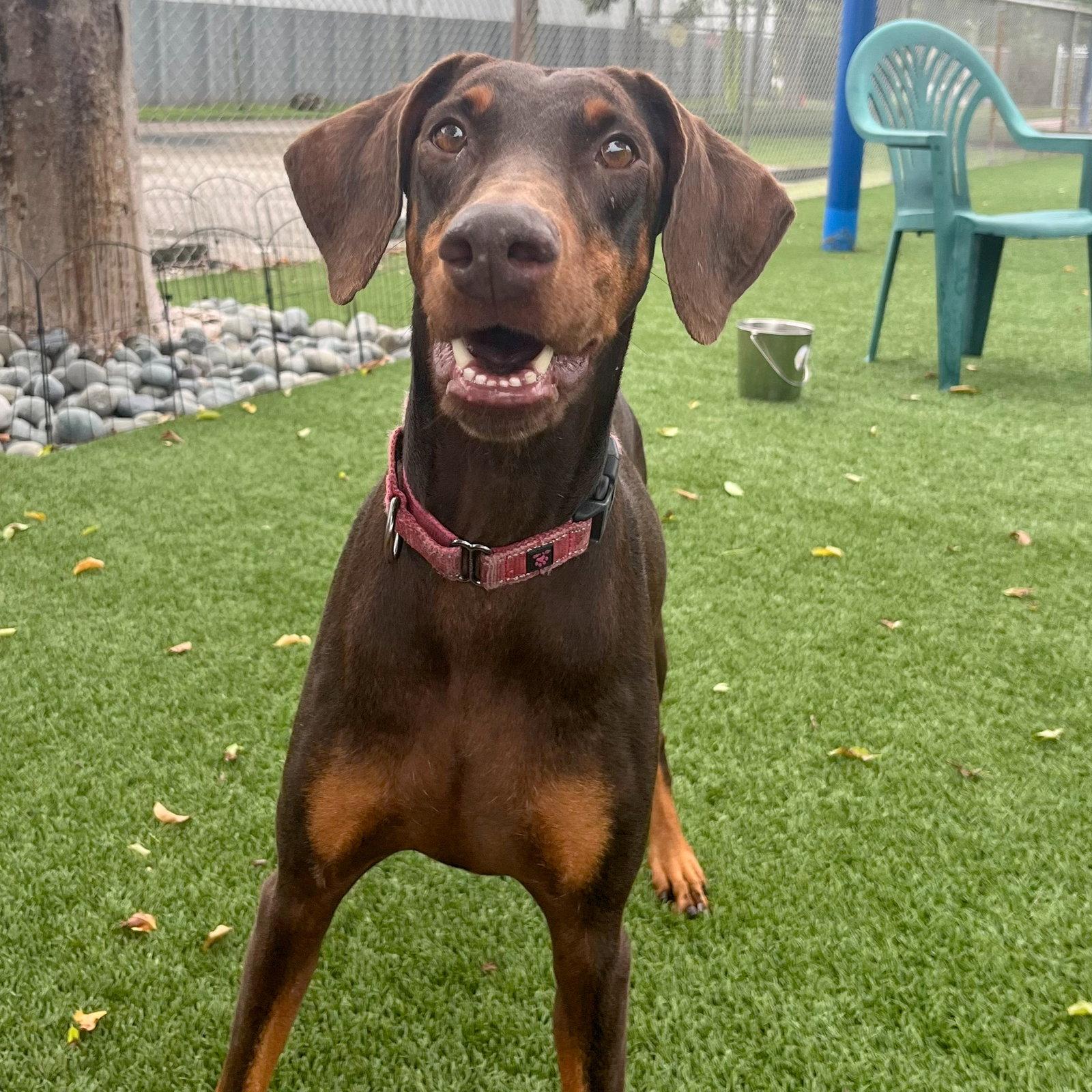 Enlarge Roxy 3495, a Adoptable Doberman Pinscher in Oakland Park, FL image 3/3