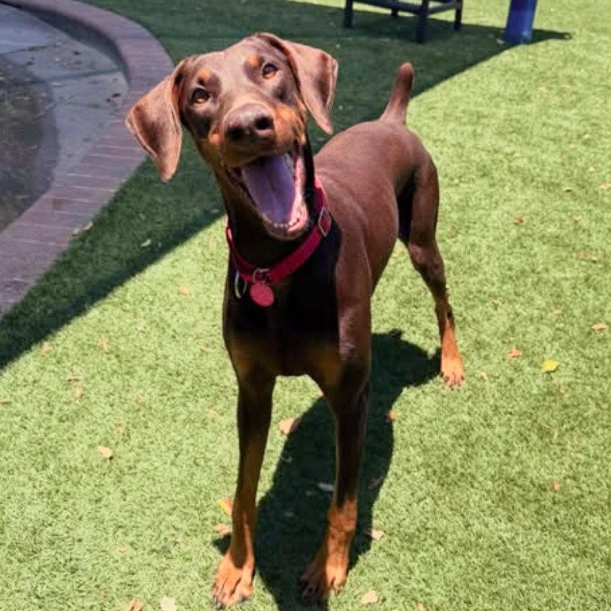 Roxy 3495, a Adoptable Doberman Pinscher in Oakland Park, FL image 3/3