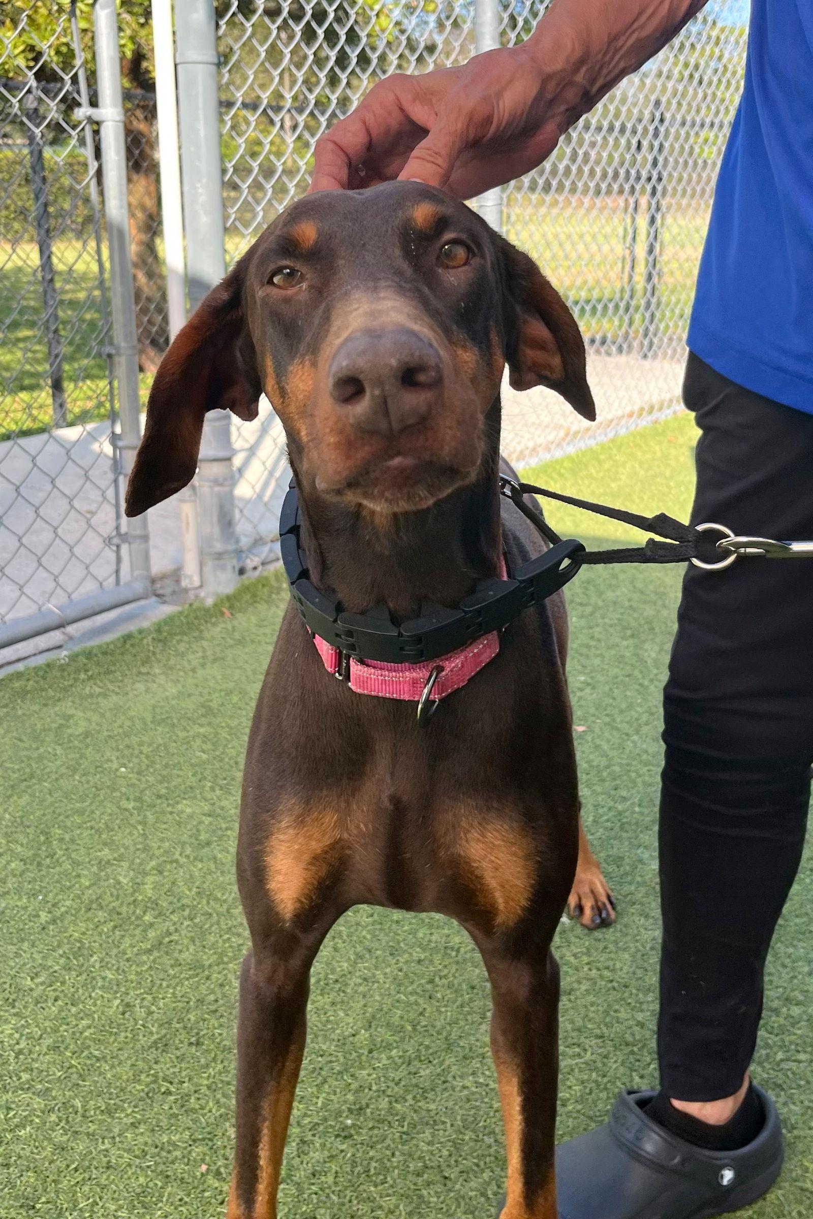 Enlarge Roxy 3495, a Adoptable Doberman Pinscher in Oakland Park, FL image 3/3