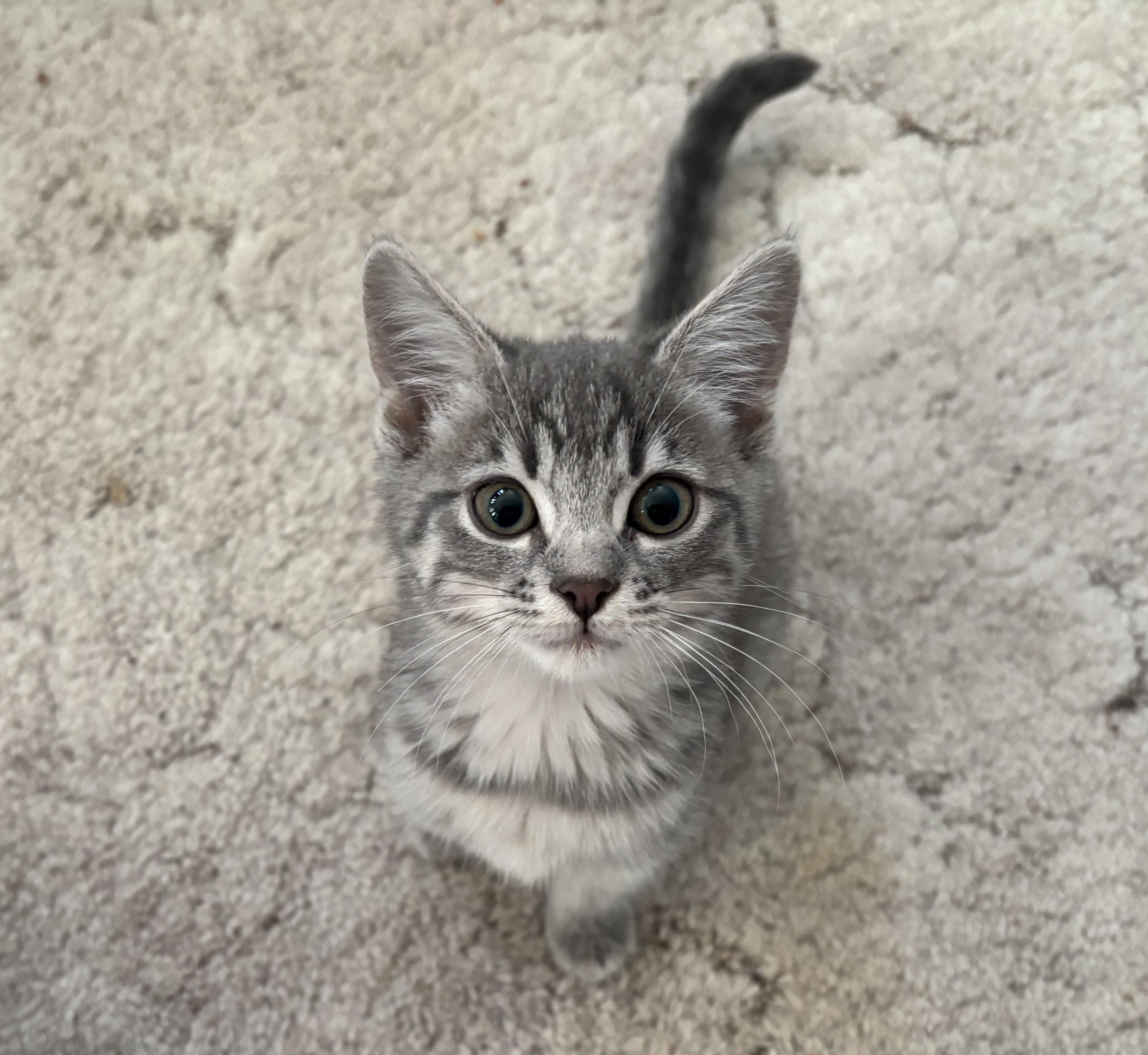 Muffin, Adoptable, Young Female Domestic Short Hair.