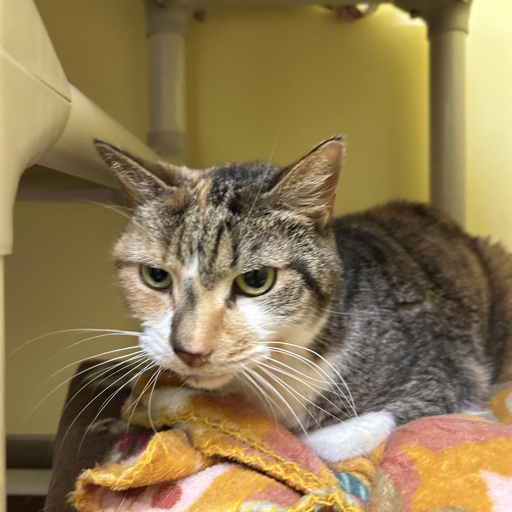 Fubs, Adoptable, Senior Female Domestic Short Hair.