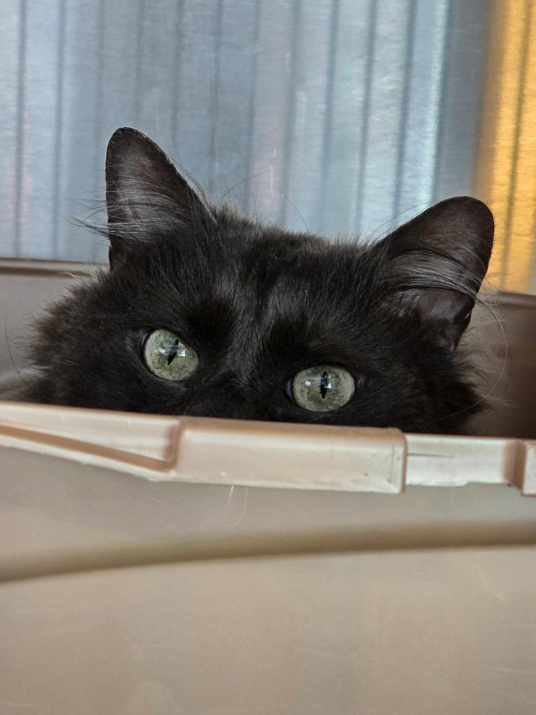 Enlarge Templeton, a Adoptable mixed breed in Ashland, WI image 2/3
