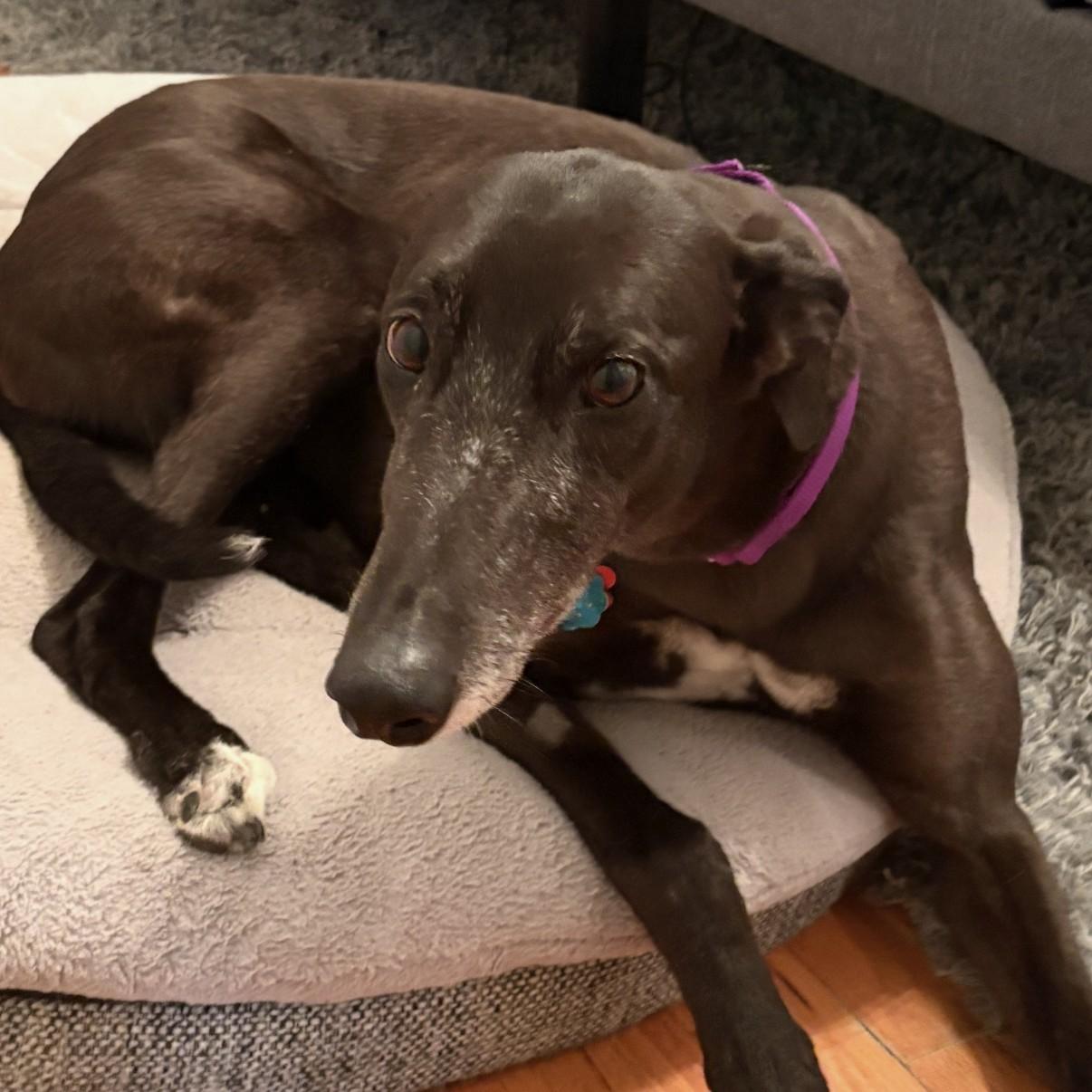 Goody, ADOPTABLE, Adult Female Greyhound.