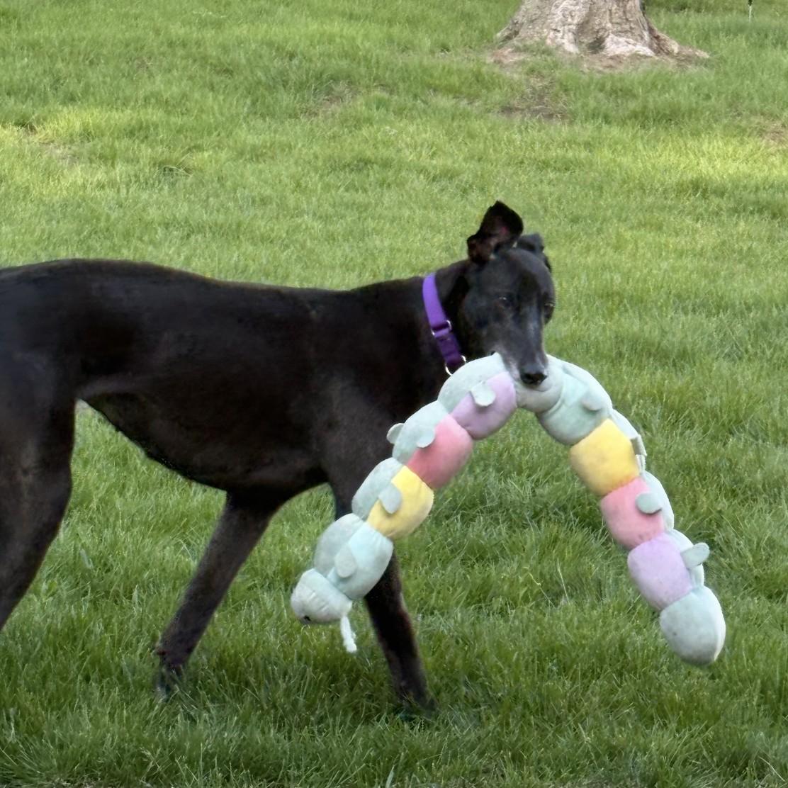 Goody, a ADOPTABLE Greyhound in Bondurant, IA image 2/3