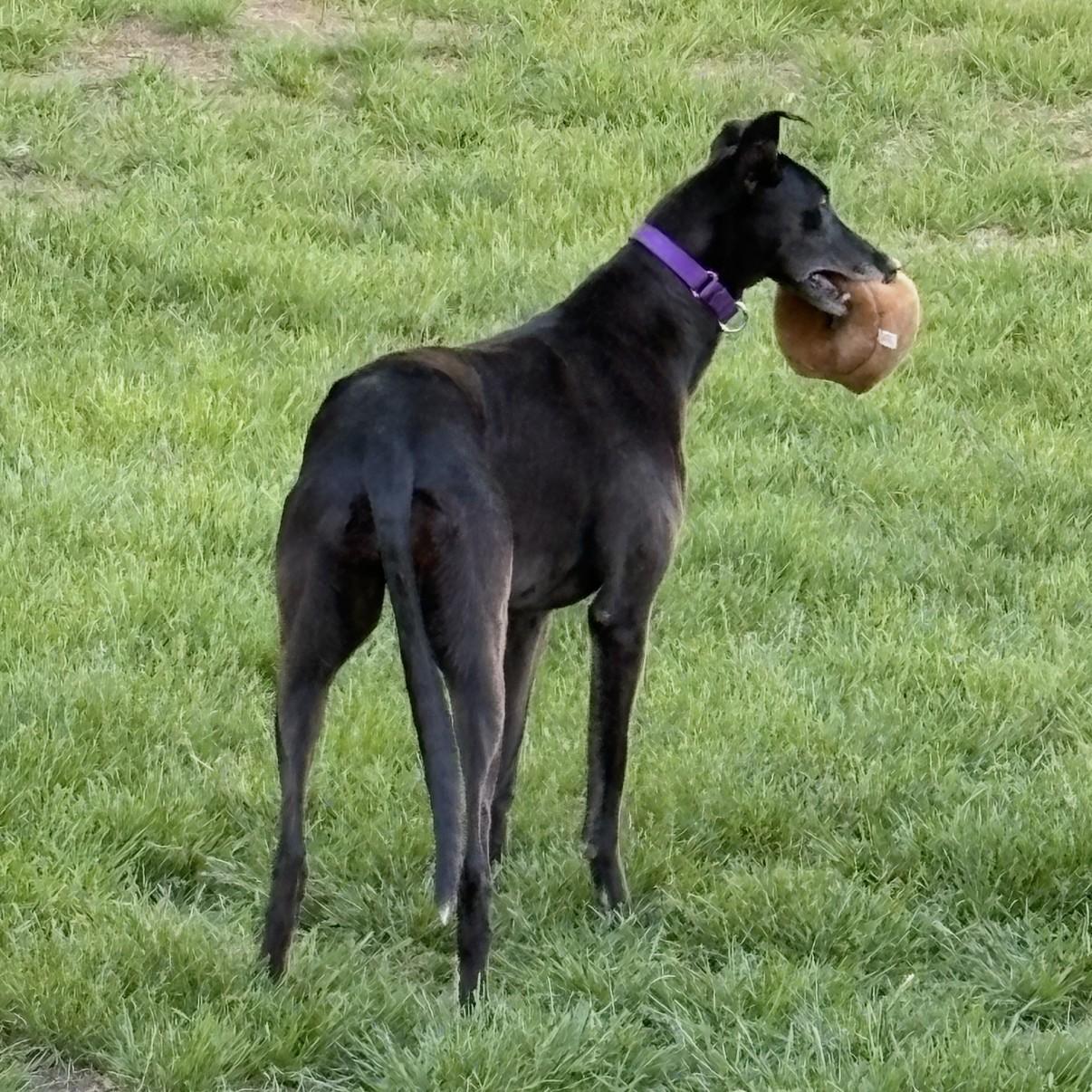 Goody, a ADOPTABLE Greyhound in Bondurant, IA image 3/3