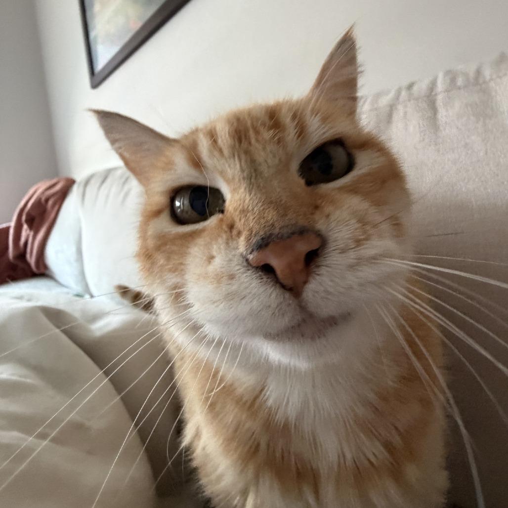 Mango, Adoptable, Senior Female Domestic Short Hair.
