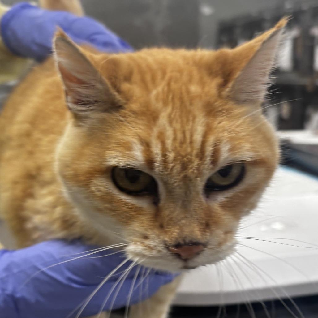 Mango, a Adoptable Domestic Short Hair in Salt Lake City, UT image 2/5