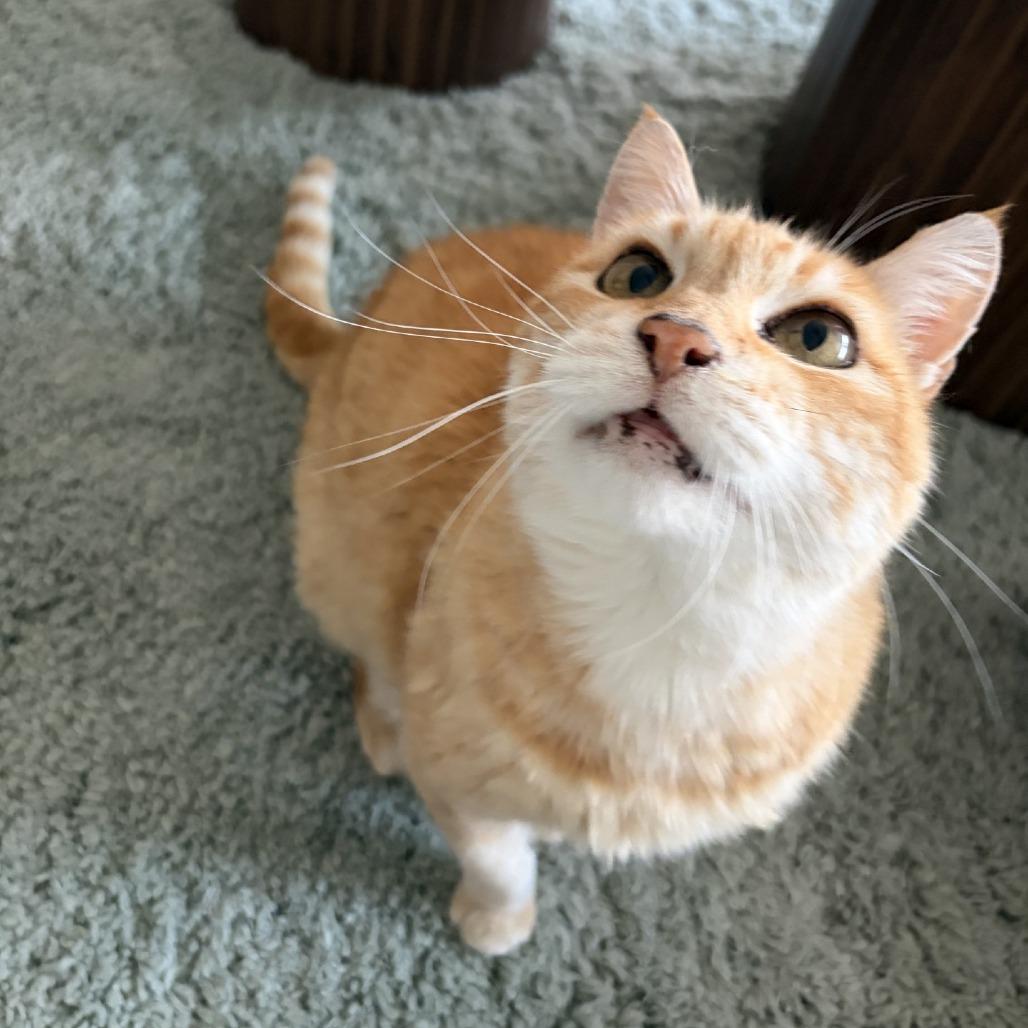 Mango, a Adoptable Domestic Short Hair in Salt Lake City, UT image 3/5
