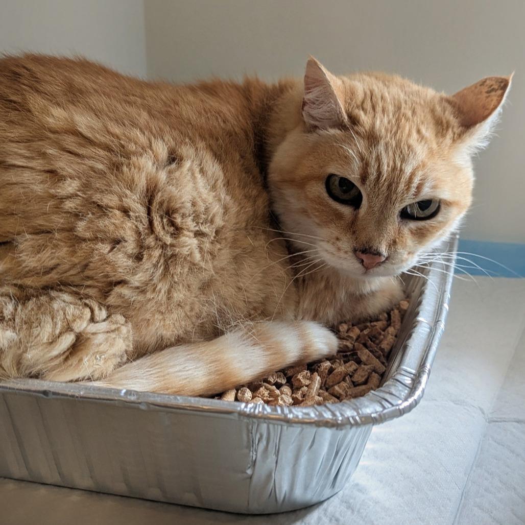 Mango, a Adoptable Domestic Short Hair in Salt Lake City, UT image 5/5