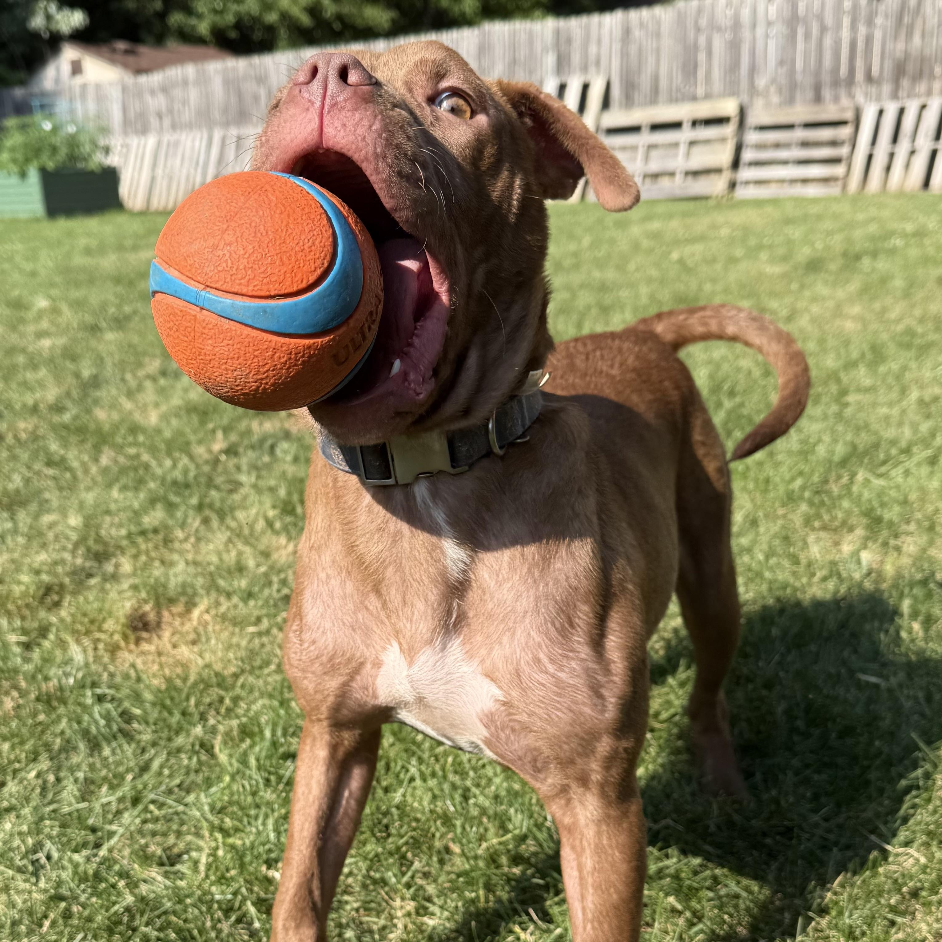 Enlarge Java, a ADOPTABLE Pit Bull Terrier in Grand Blanc, MI image 6/6