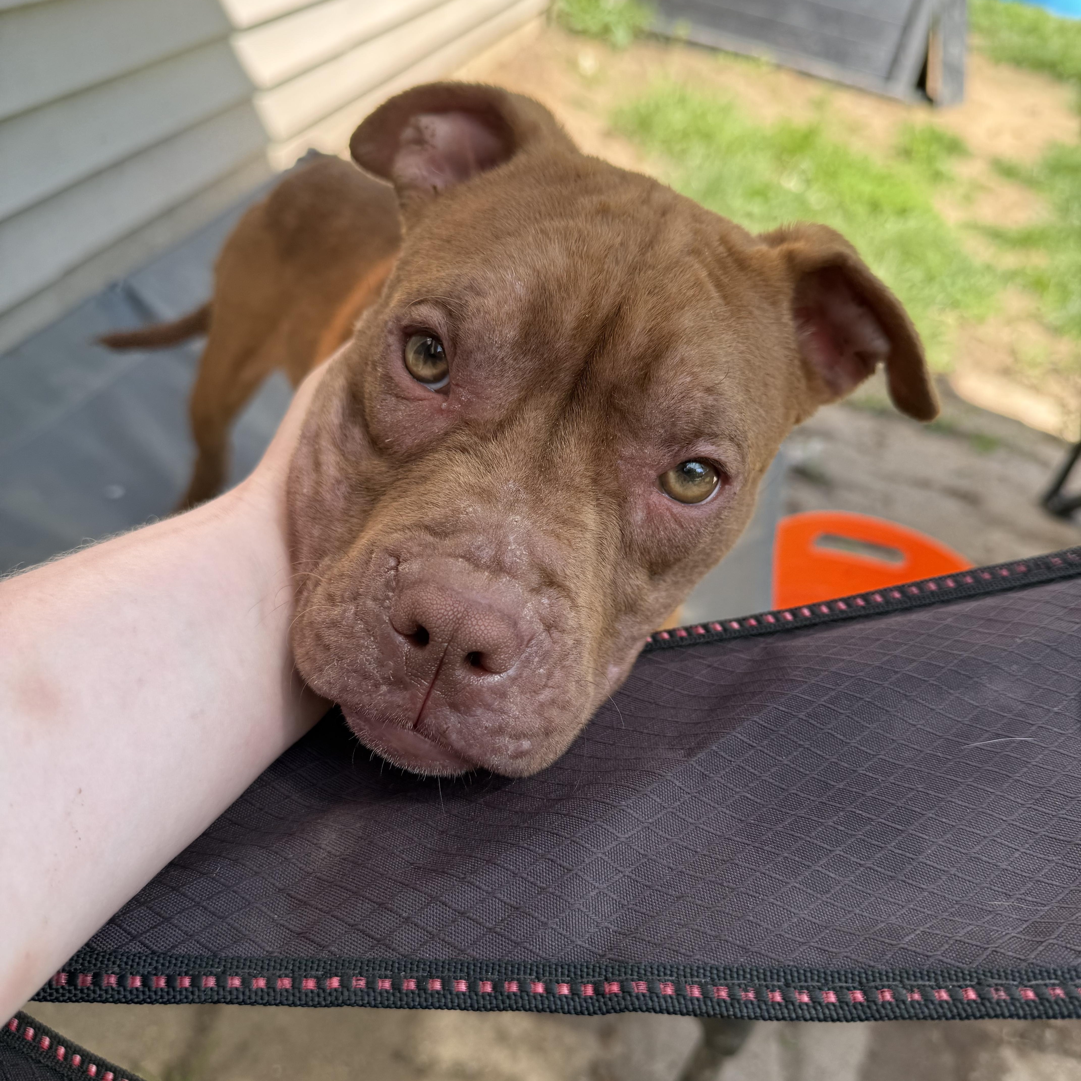 Enlarge Java Bean, a ADOPTABLE mixed breed in Grand Blanc, MI image 5/6