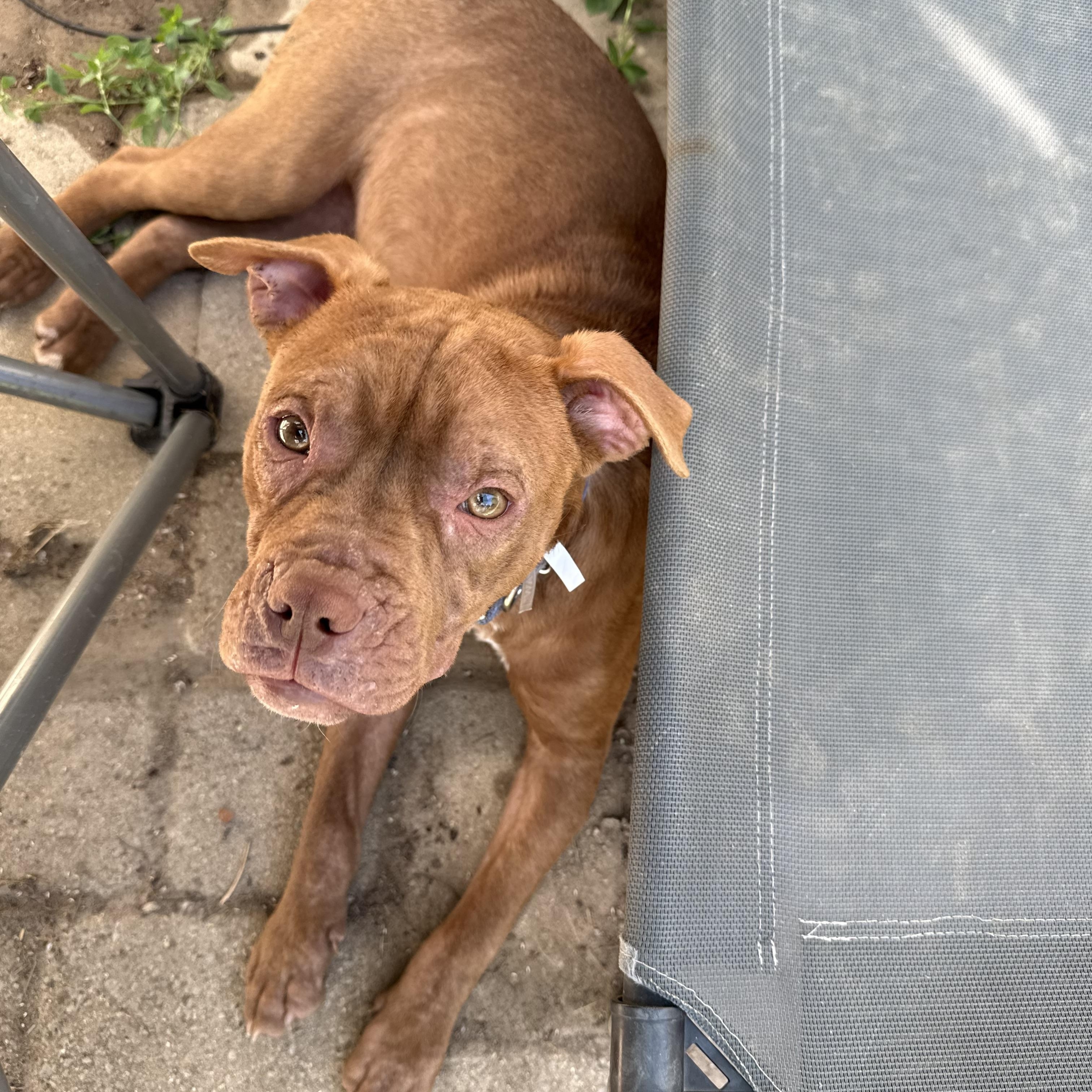 Java Bean, ADOPTABLE, Young Female Pit Bull Terrier.