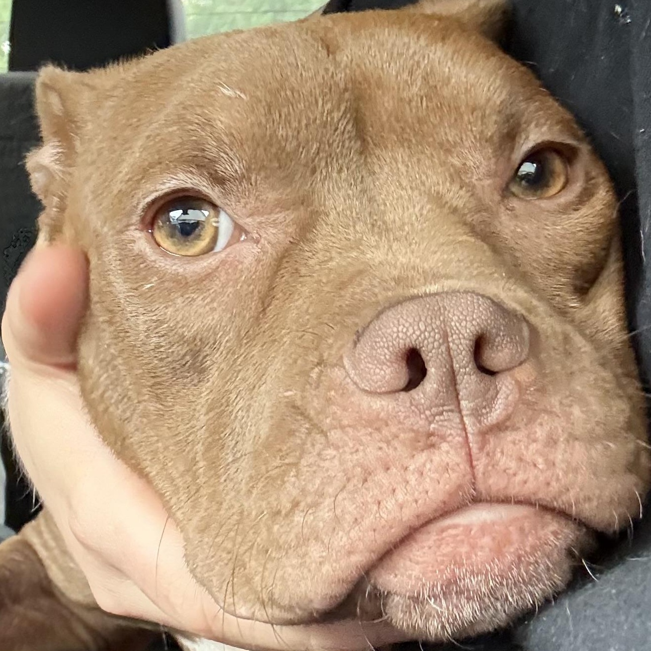 Enlarge Java, a ADOPTABLE Pit Bull Terrier in Grand Blanc, MI image 5/6