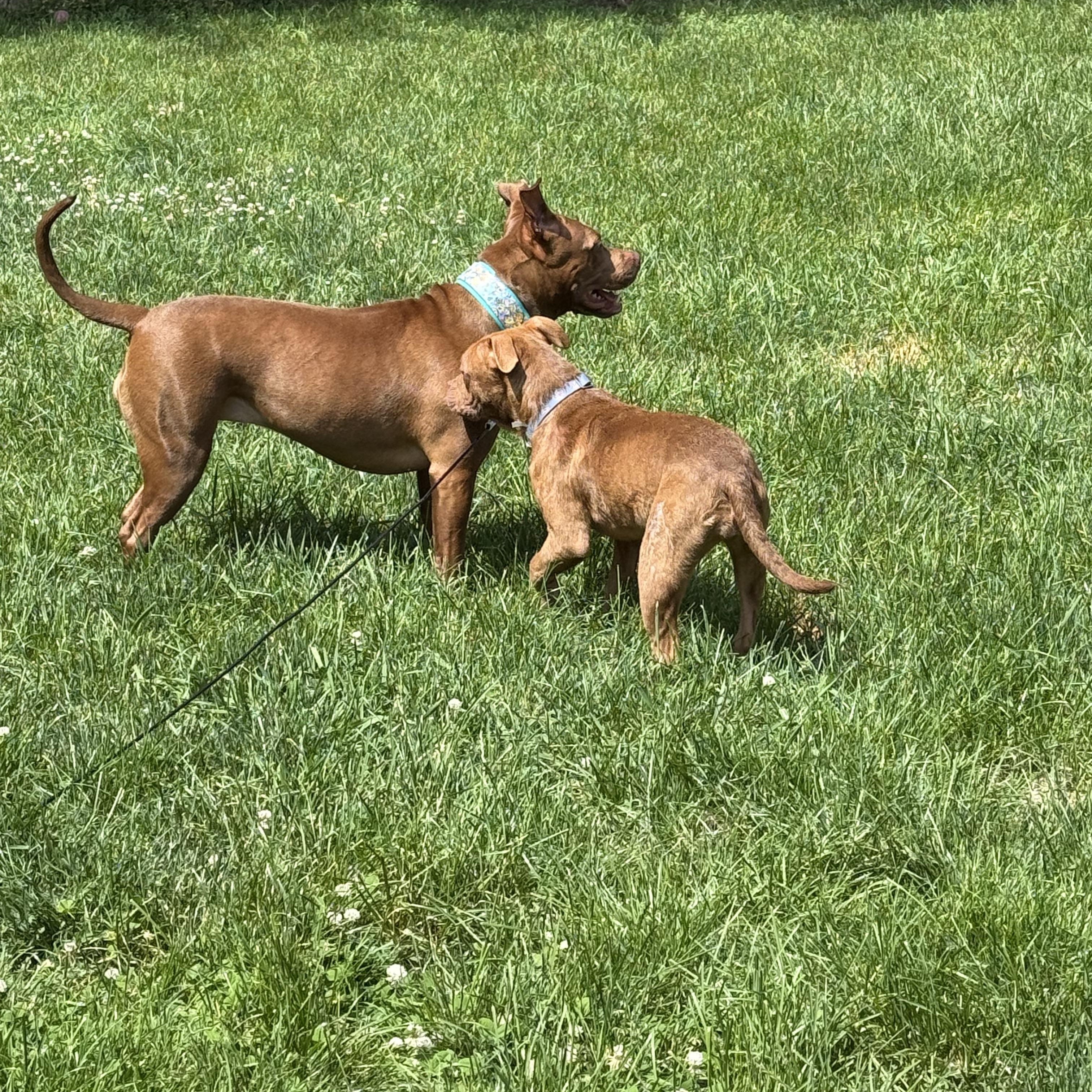 Enlarge Java Bean, a ADOPTABLE mixed breed in Grand Blanc, MI image 6/6