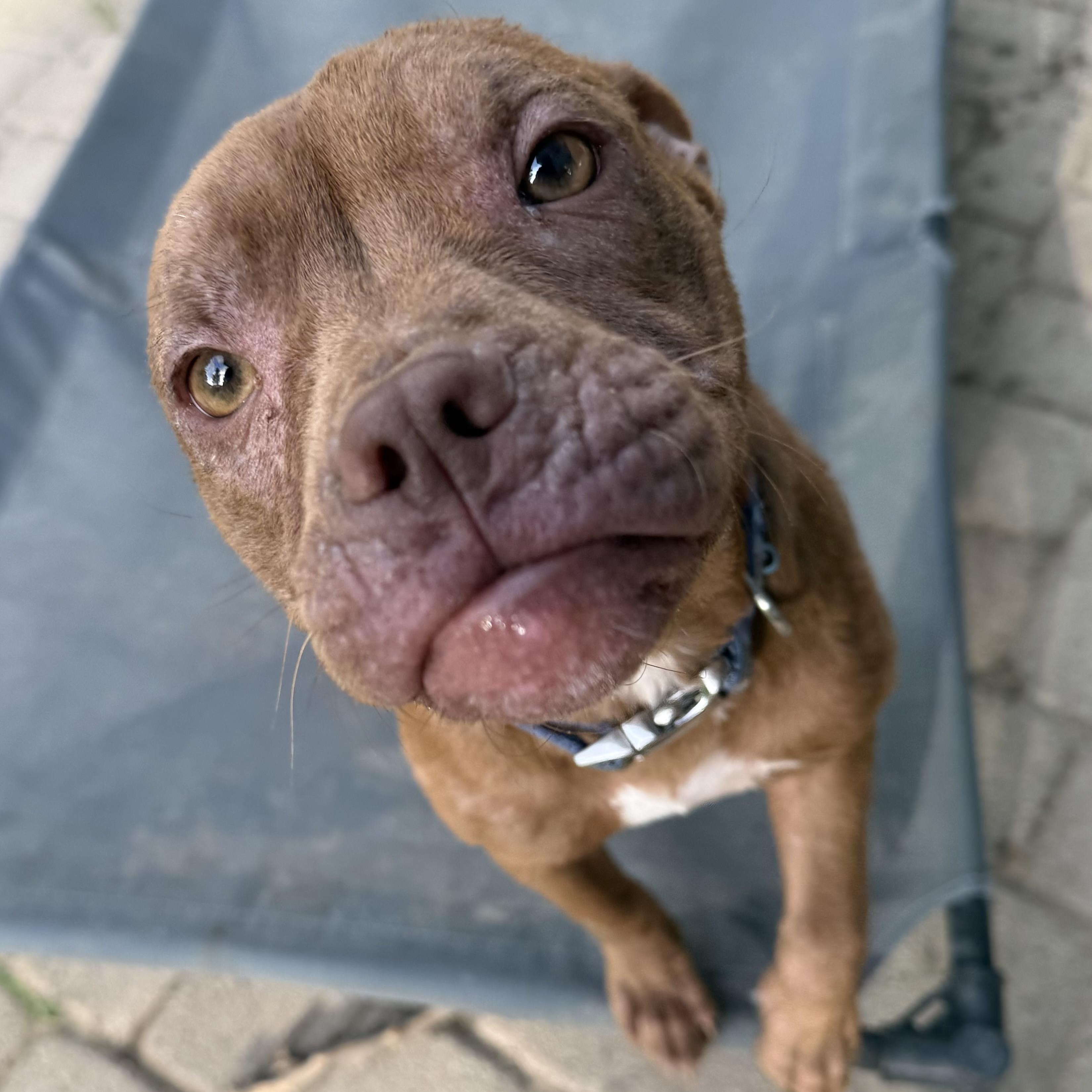 Enlarge Java Bean, a ADOPTABLE mixed breed in Grand Blanc, MI image 3/6