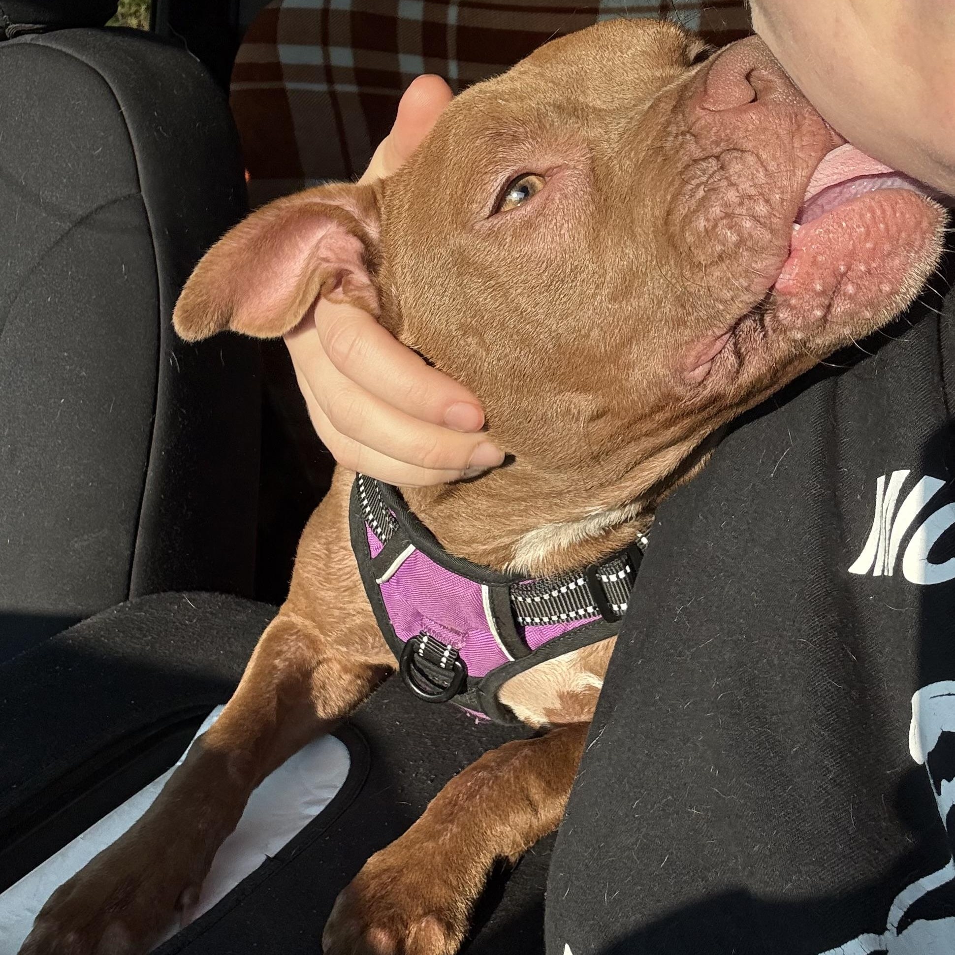 Enlarge Java, a ADOPTABLE Pit Bull Terrier in Grand Blanc, MI image 4/6