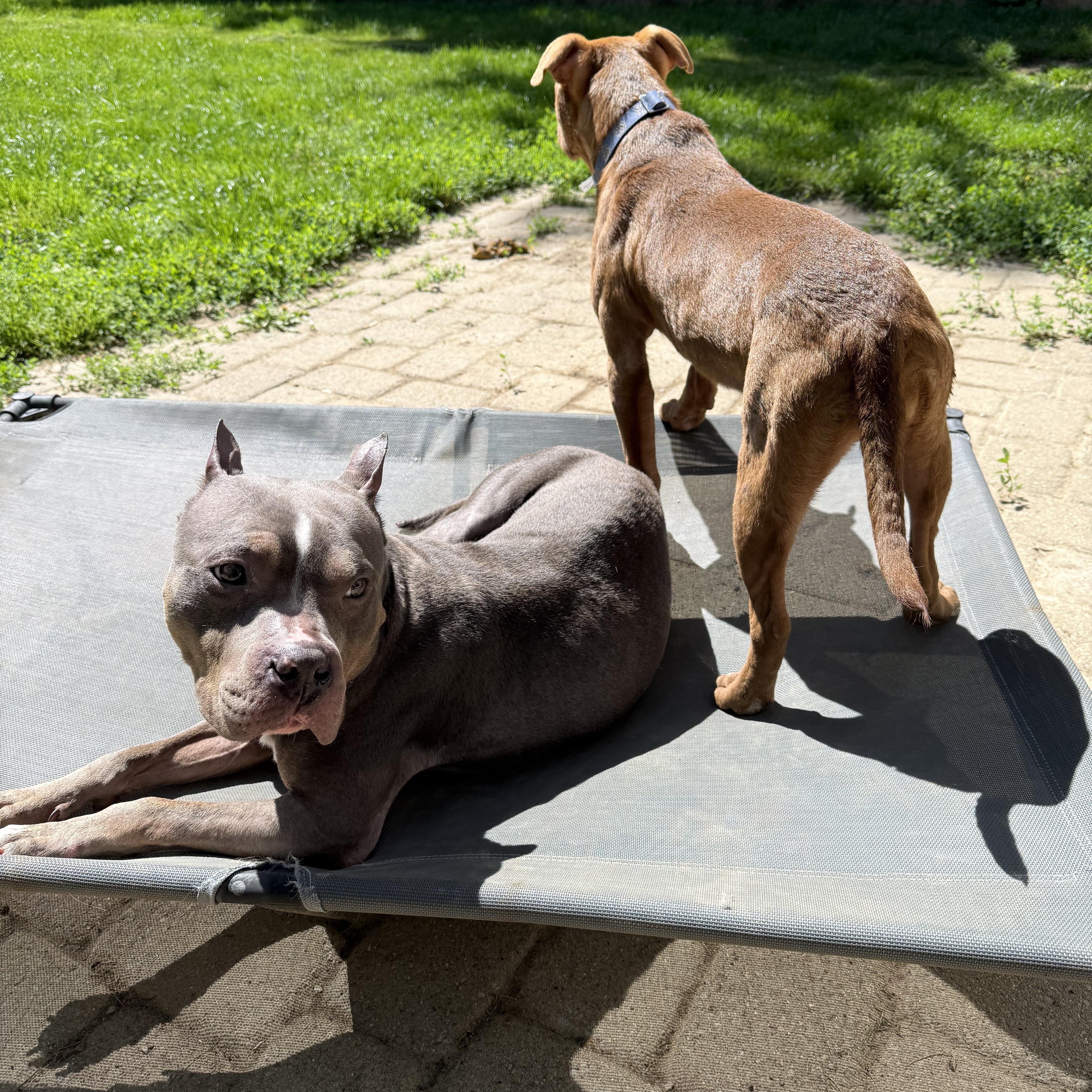 Enlarge Java Bean, a ADOPTABLE mixed breed in Grand Blanc, MI image 2/6