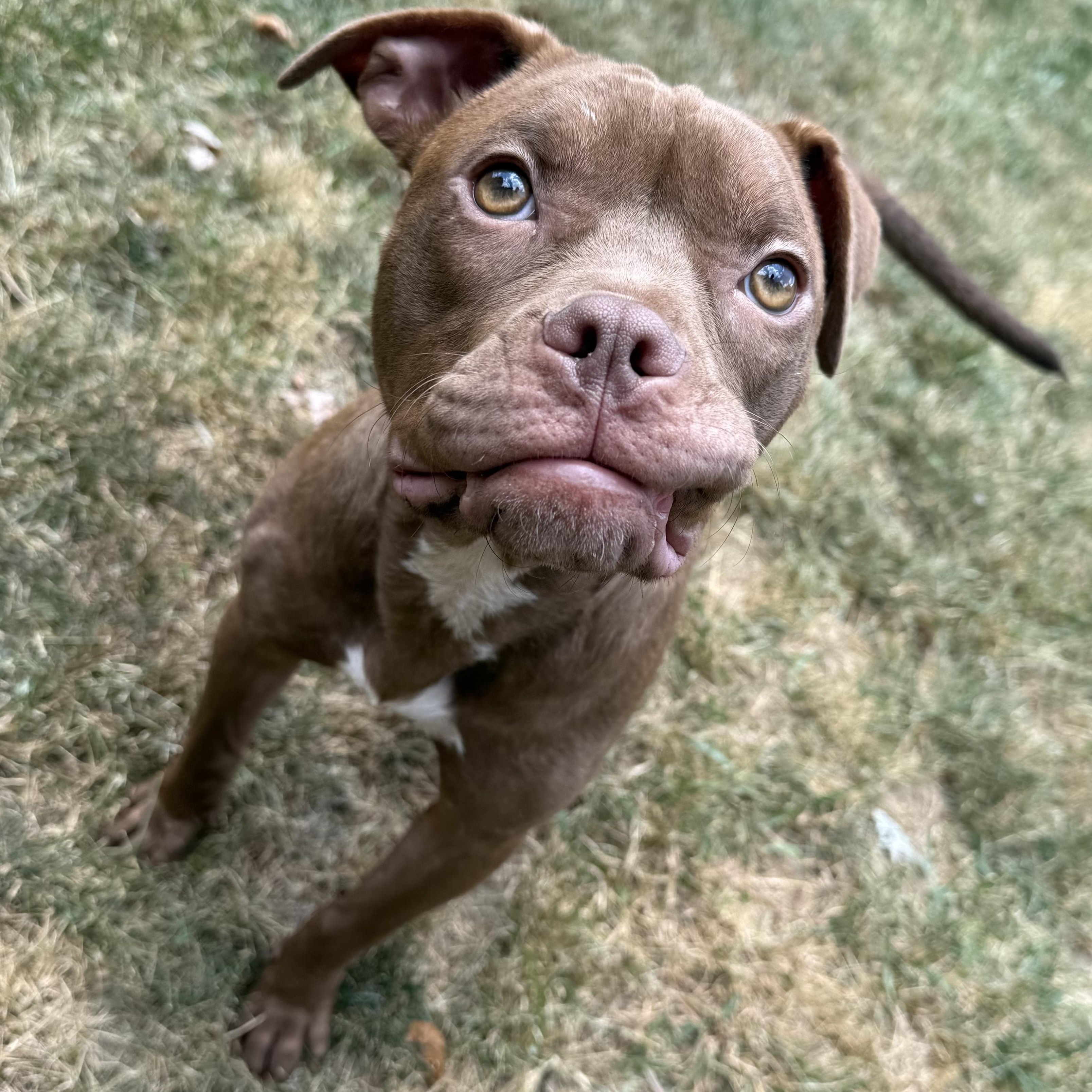 Enlarge Java, a ADOPTABLE Pit Bull Terrier in Grand Blanc, MI image 2/6