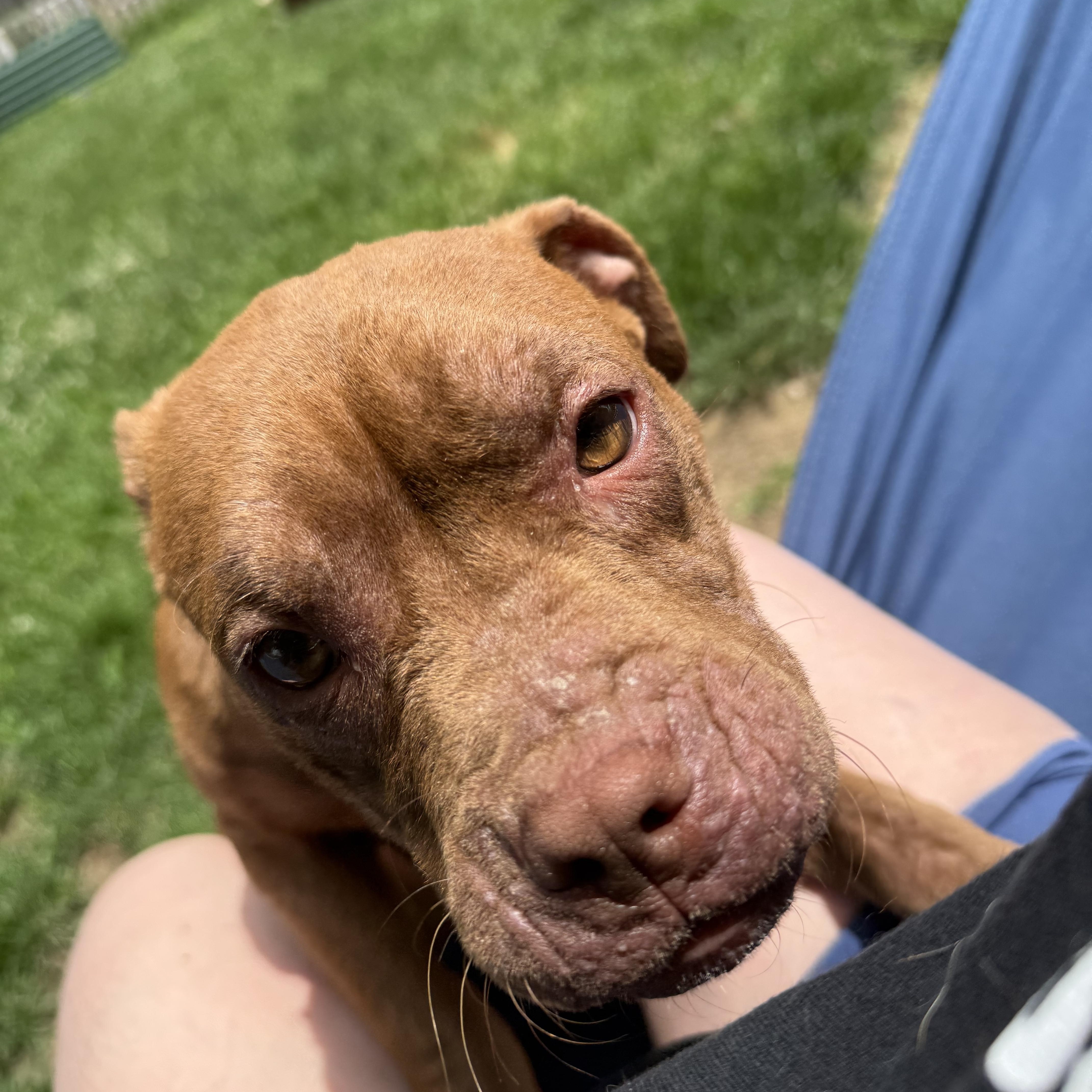 Enlarge Java Bean, a ADOPTABLE mixed breed in Grand Blanc, MI image 4/6
