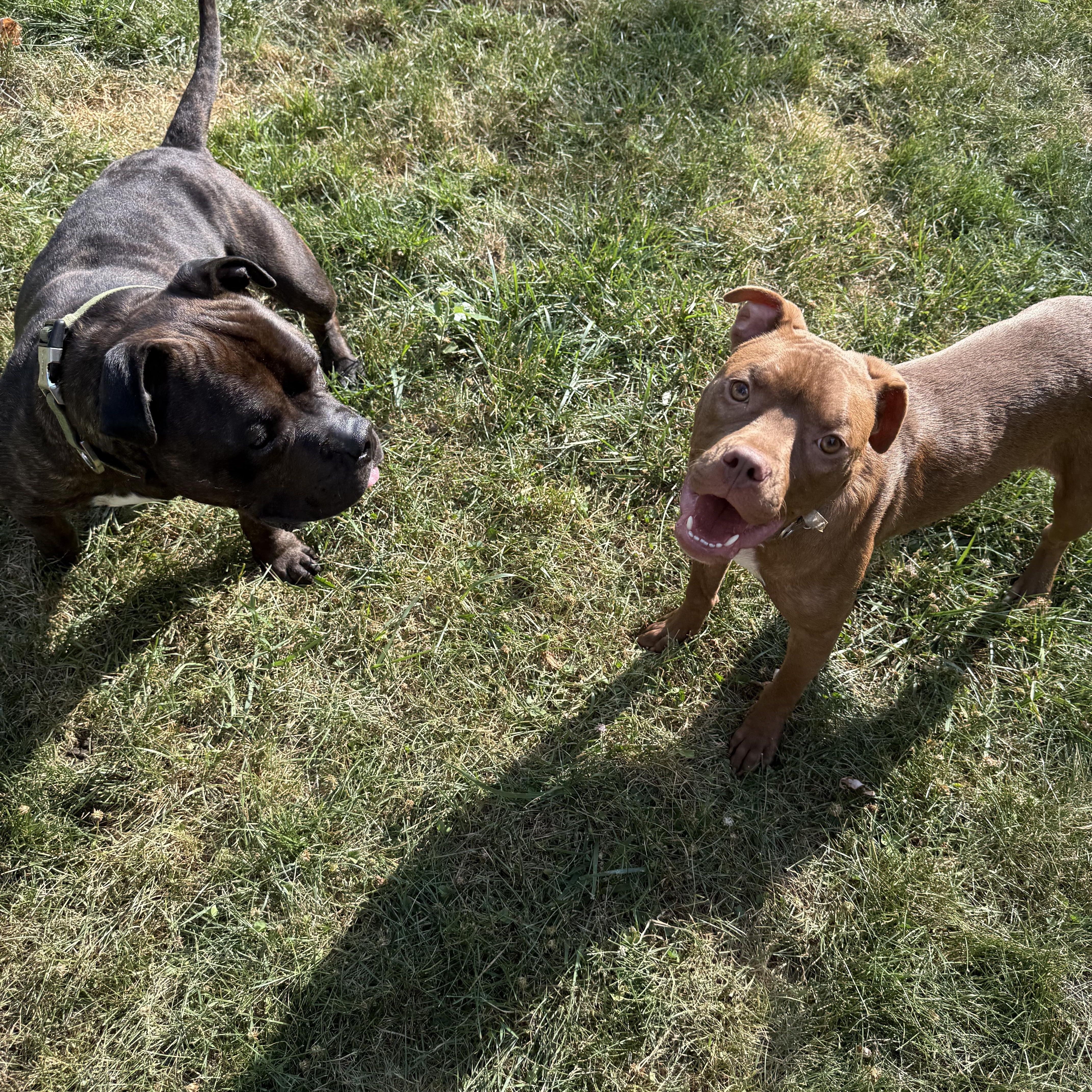 Enlarge Java, a ADOPTABLE Pit Bull Terrier in Grand Blanc, MI image 3/6