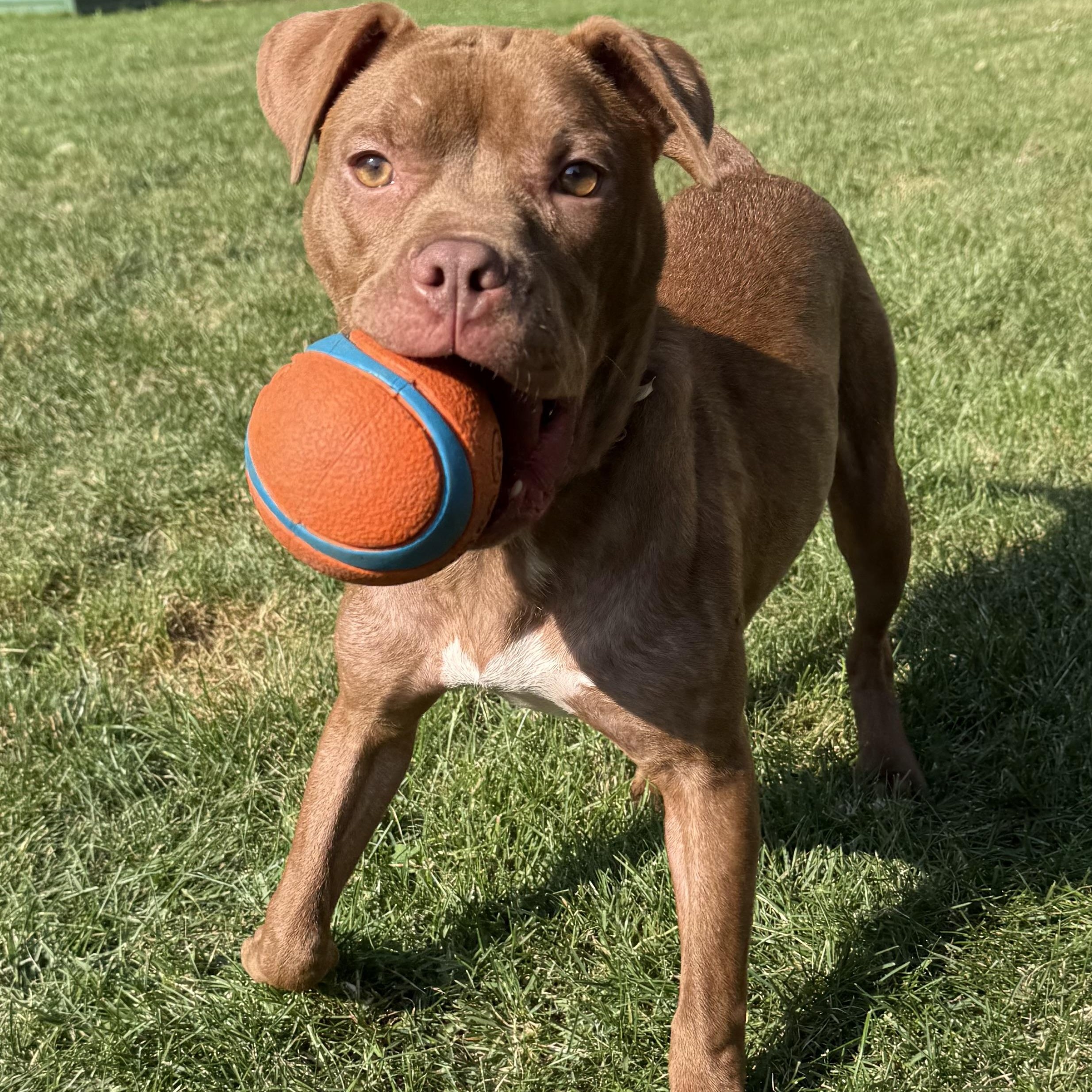 Java, ADOPTABLE, Puppy Female Pit Bull Terrier.