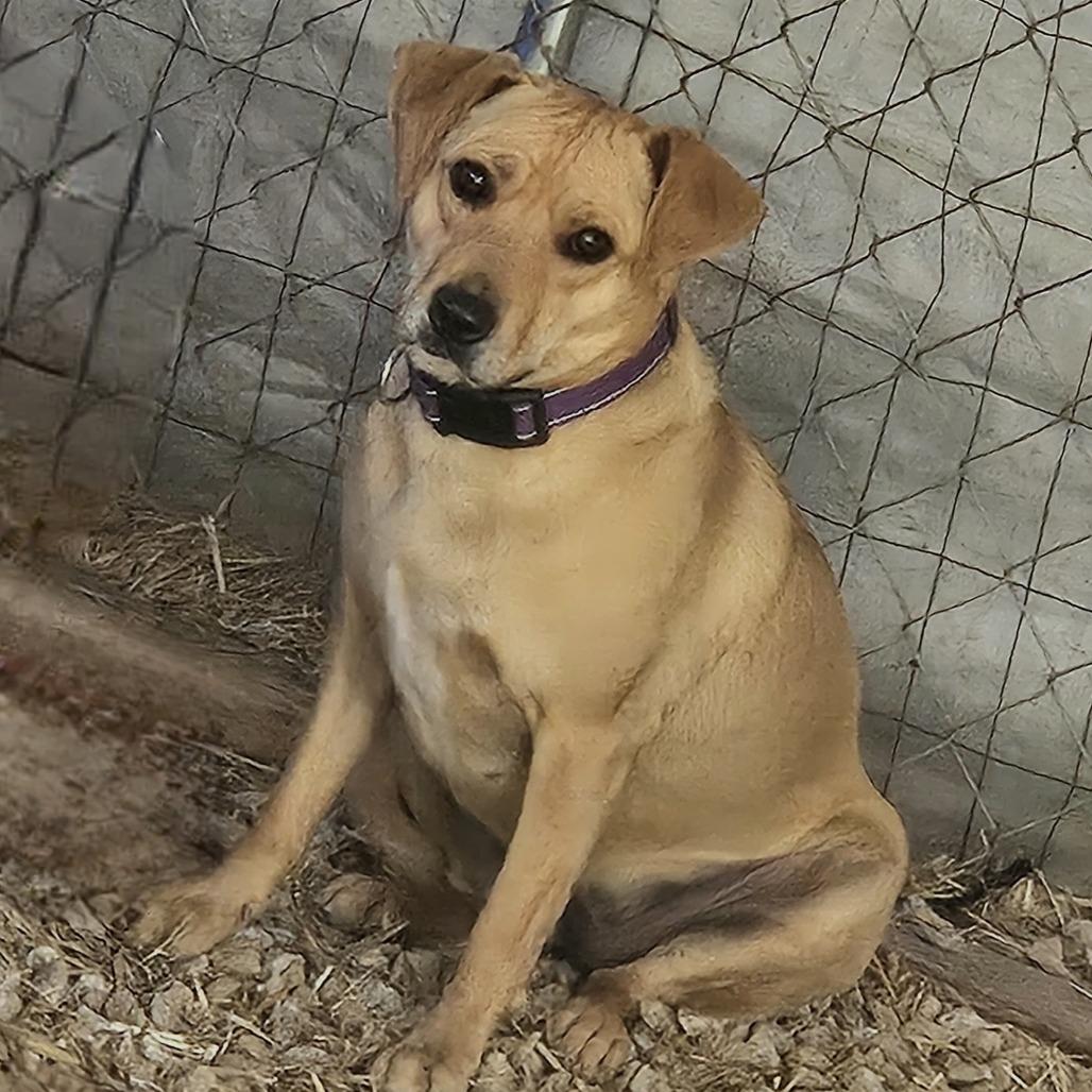 Coco, Adoptable, Adult Female Hound & Mixed Breed.