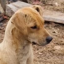 Enlarge Coco, a Adoptable mixed breed in Delta, AL image 2/2
