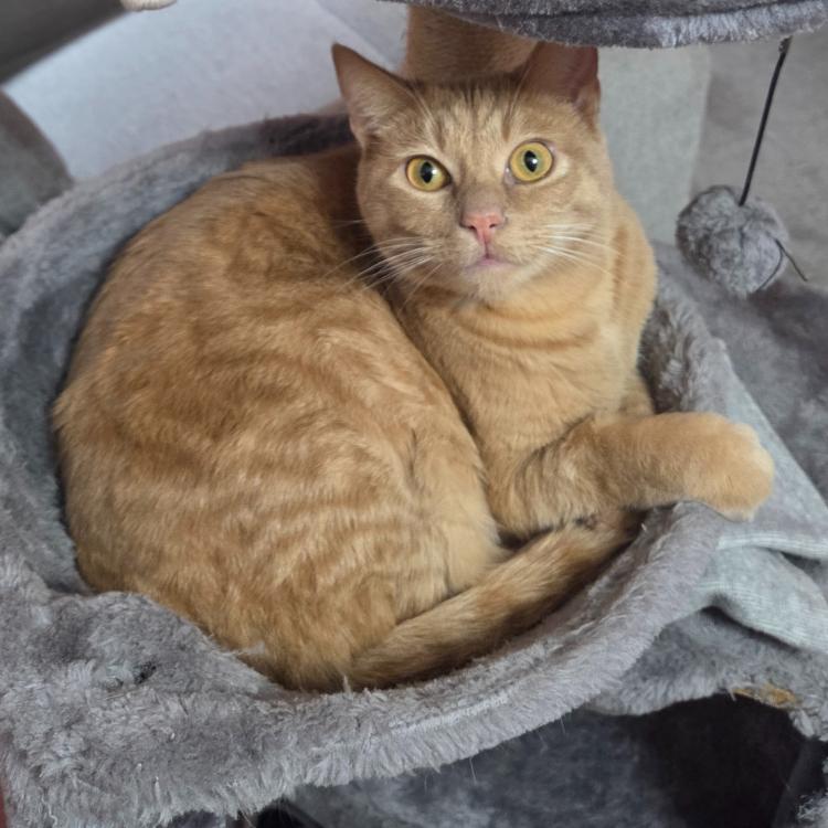 Cocoa and Donut *Bonded Pair*