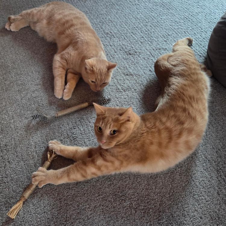 Cocoa and Donut *Bonded Pair*