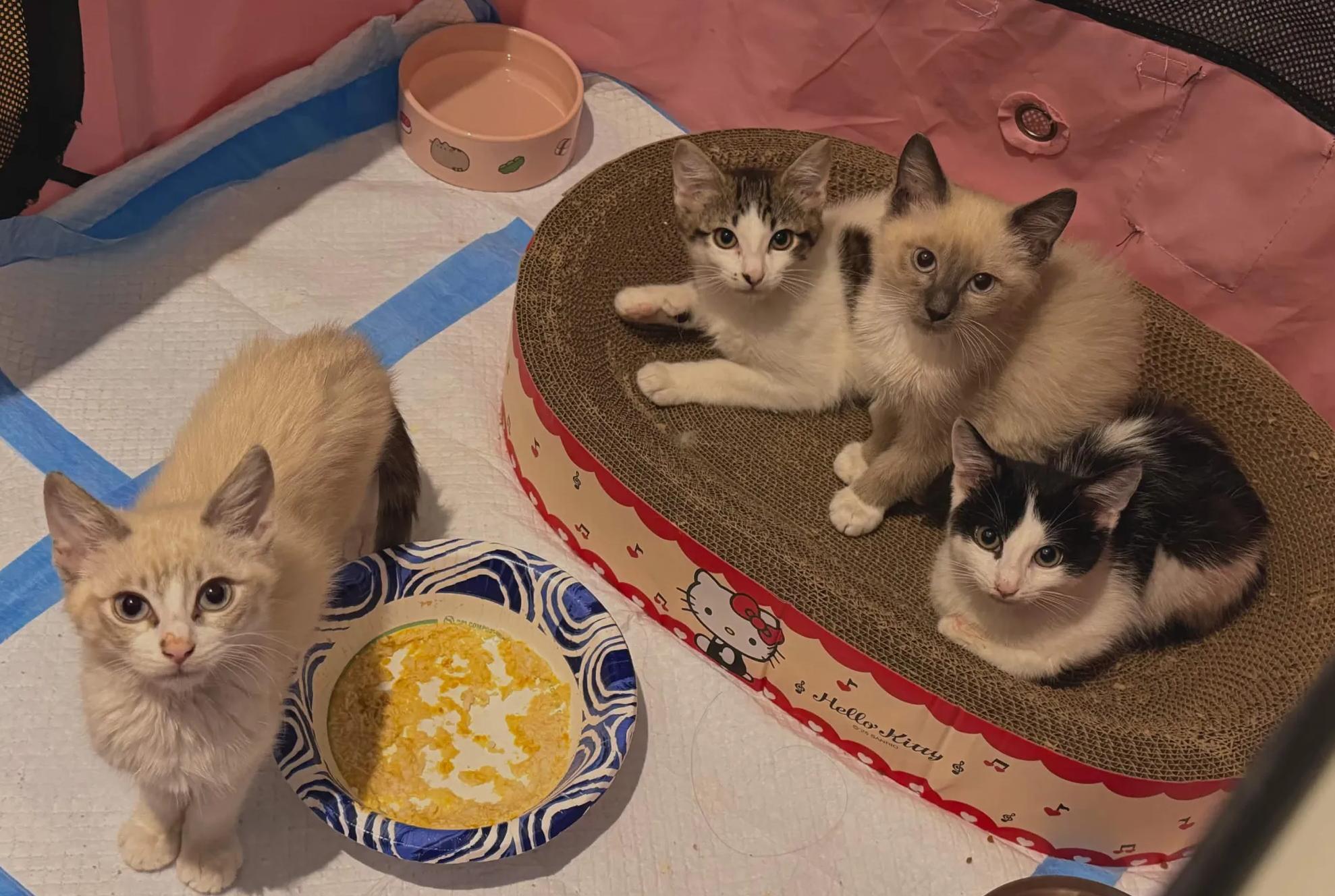 Papaya and Pomelo (ready to go home August 3), adopted, Kitten Male Siamese & Domestic Short Hair.