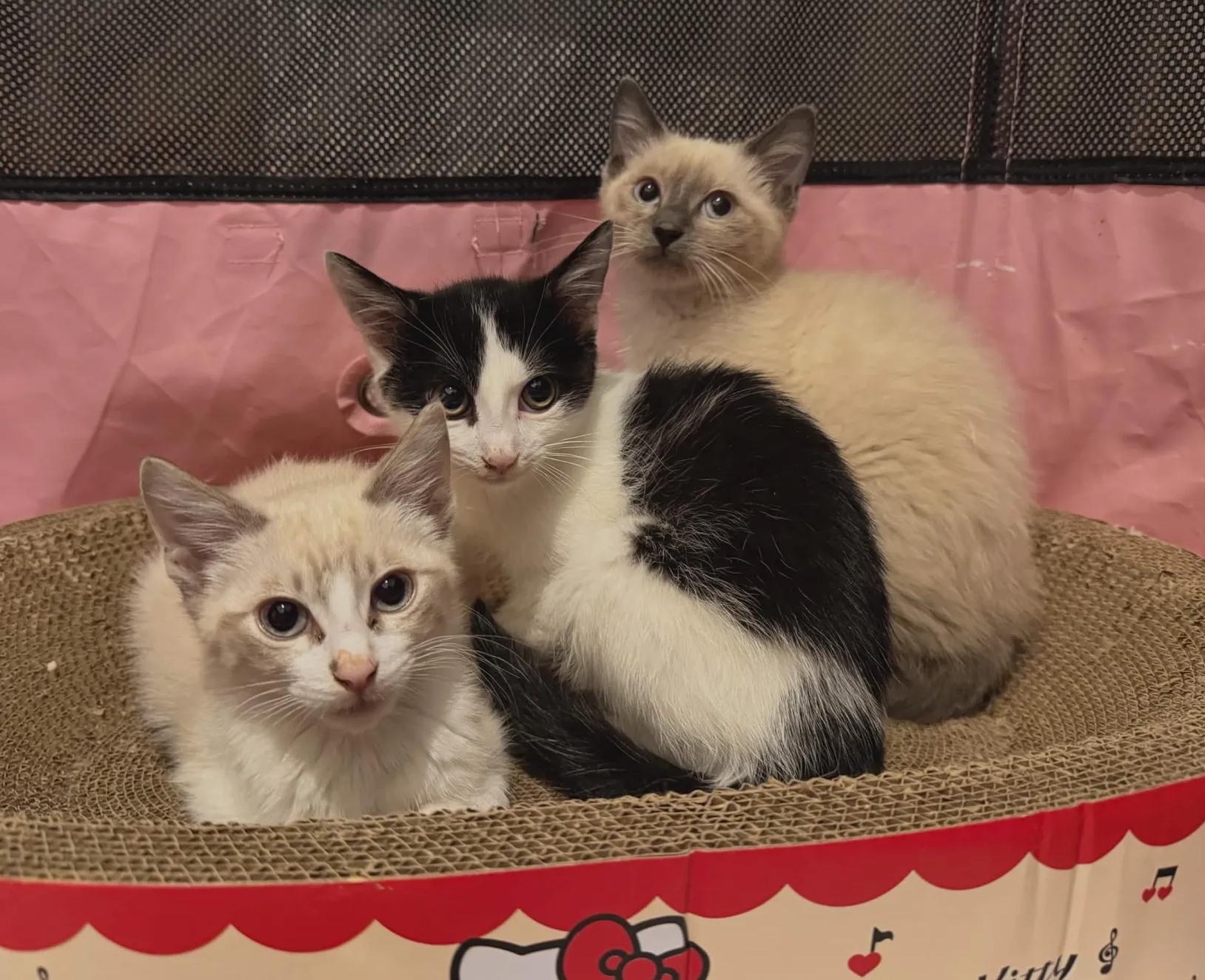 Enlarge Papaya and Pomelo (ready to go home August 3), an adopted mixed breed in Weehawken, NJ image 4/4