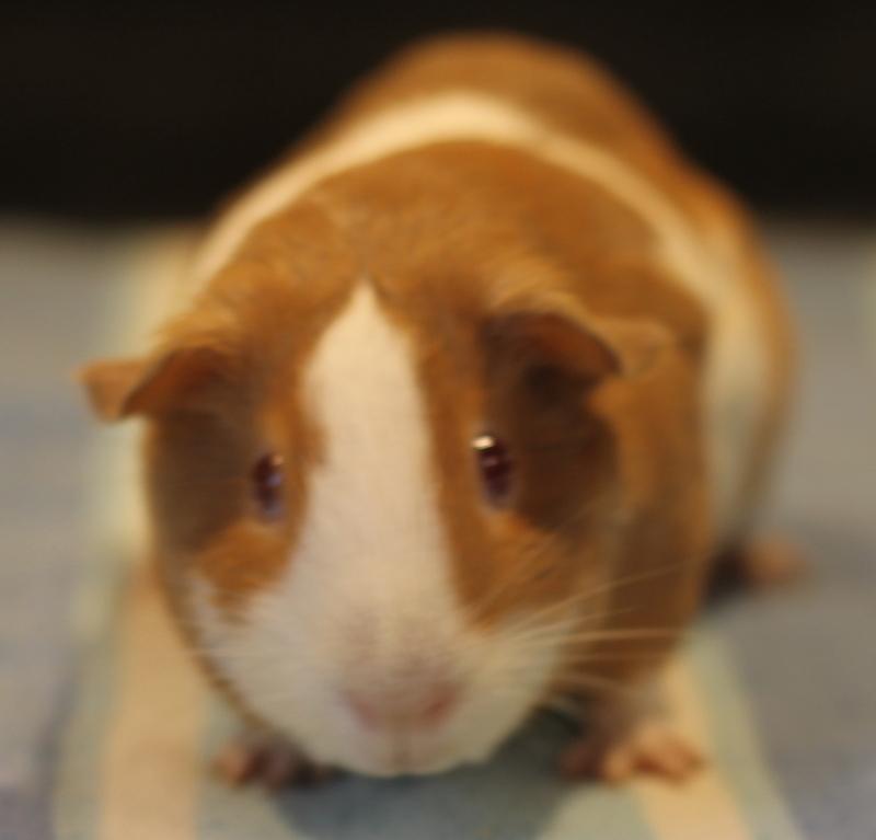 Enlarge Strawberry and Shortcake, a Adoptable Guinea Pig in Budd Lake, NJ image 2/6
