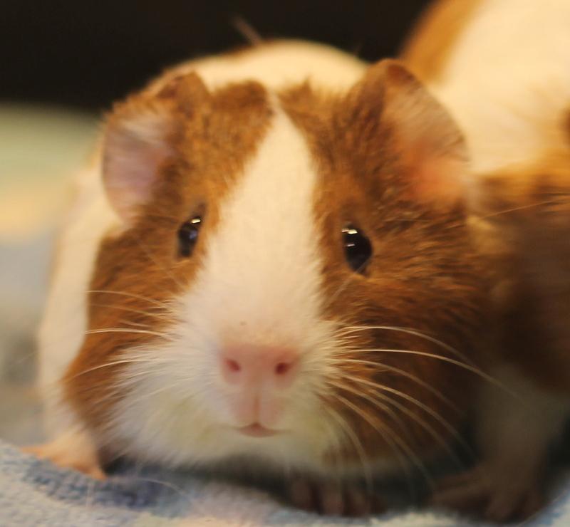 Enlarge Strawberry and Shortcake, a Adoptable Guinea Pig in Budd Lake, NJ image 5/6