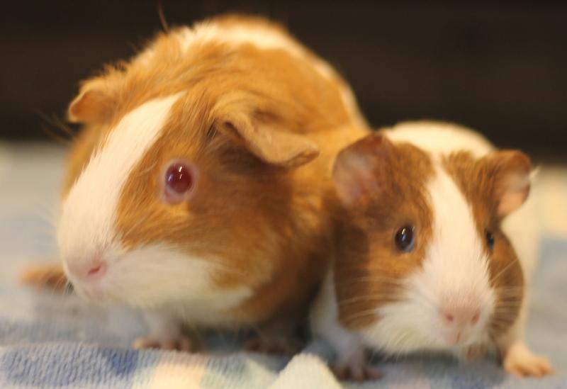 Enlarge Strawberry and Shortcake, a Adoptable Guinea Pig in Budd Lake, NJ image 4/6