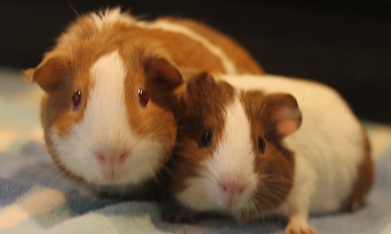 Enlarge Strawberry and Shortcake, a Adoptable Guinea Pig in Budd Lake, NJ image 1/6