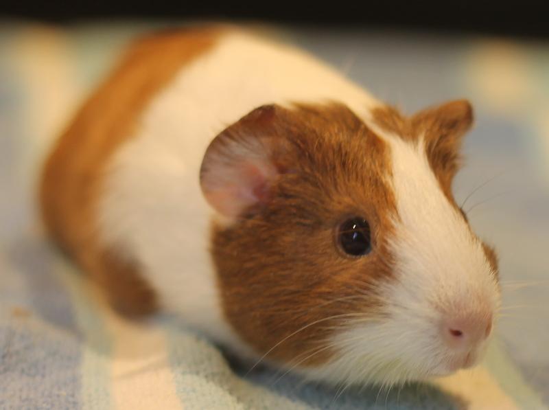 Enlarge Strawberry and Shortcake, a Adoptable Guinea Pig in Budd Lake, NJ image 6/6