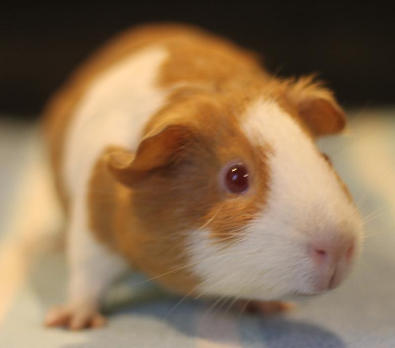 Enlarge Strawberry and Shortcake, a Adoptable Guinea Pig in Budd Lake, NJ image 3/6