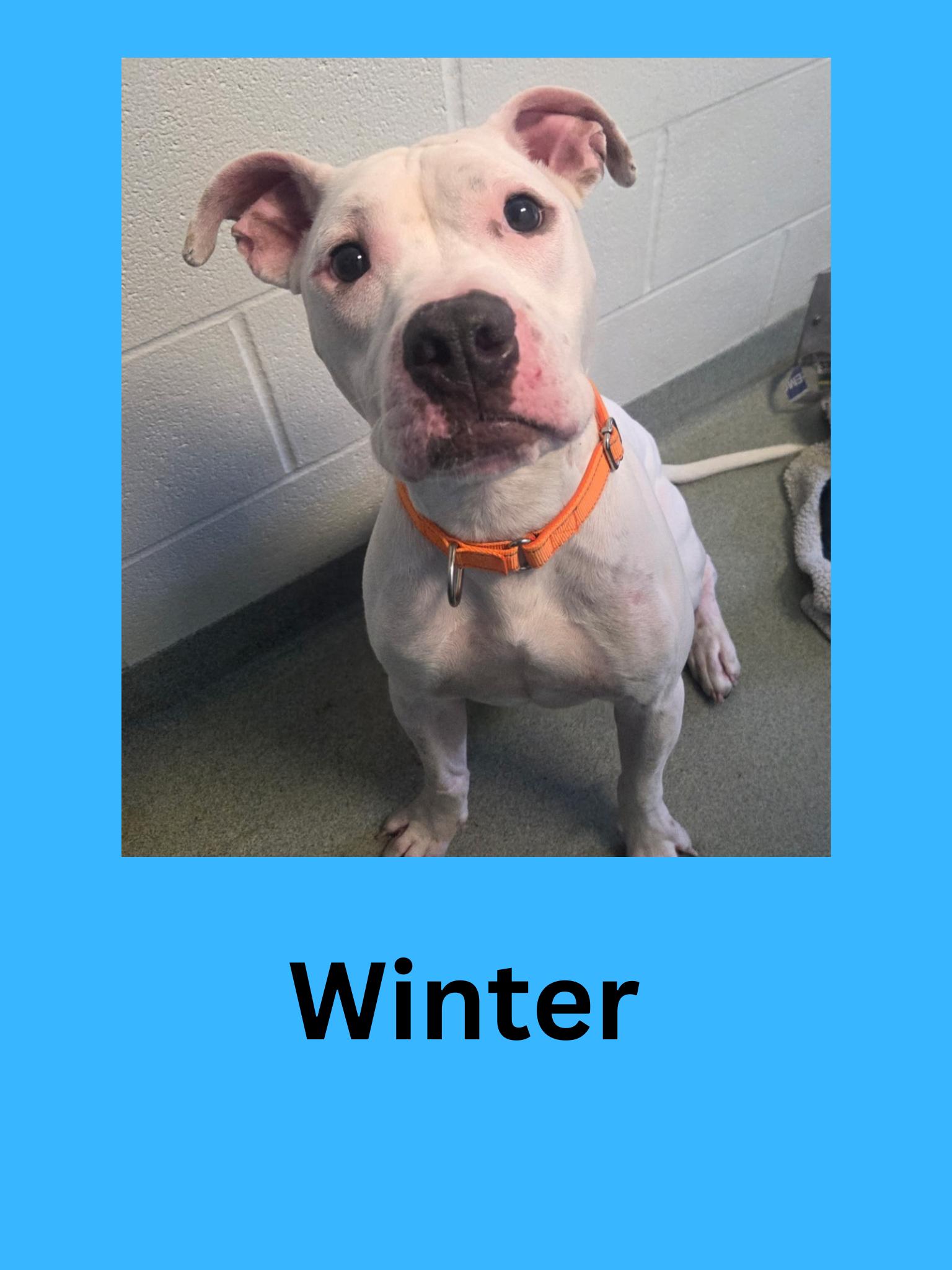 Winter, ADOPTABLE, Adult Male Mixed Breed.