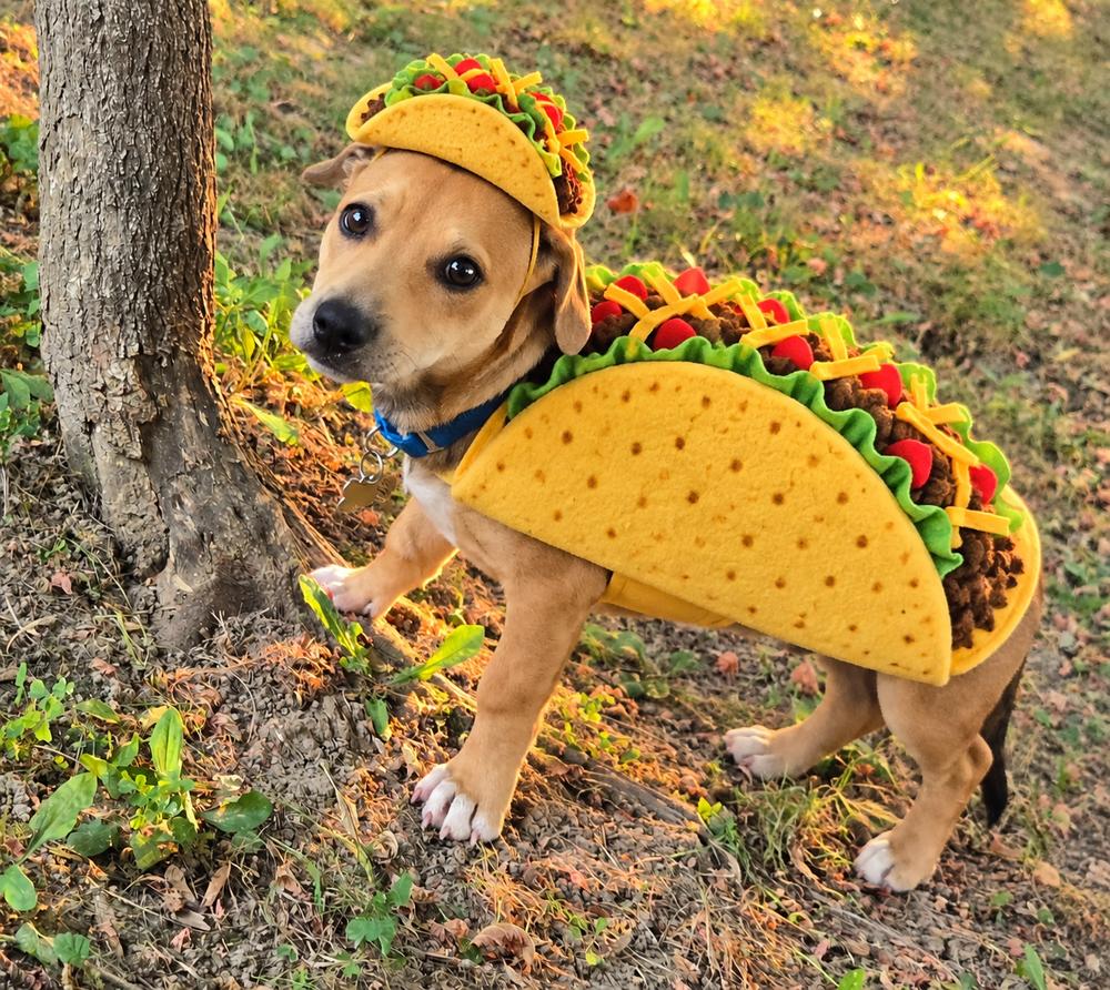 Enlarge Moby, a Adoptable mixed breed in Waunakee, WI image 1/4