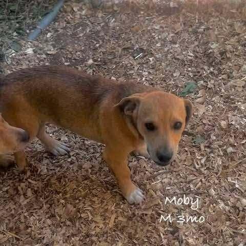 Moby, Adoptable, Puppy Male Mixed Breed.
