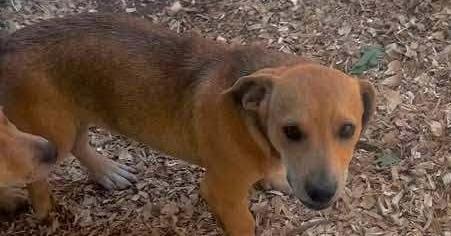 Enlarge Moby, a Adoptable mixed breed in Waunakee, WI image 3/4
