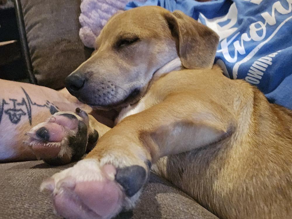 Moby, a Adoptable mixed breed in Waunakee, WI image 3/3