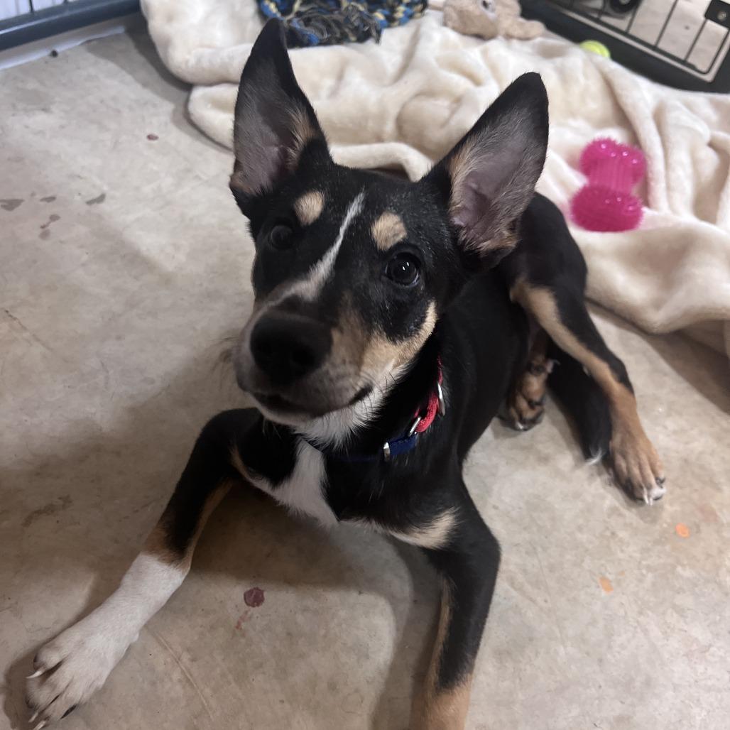 Lucky, Adoptable, Young Female Collie.