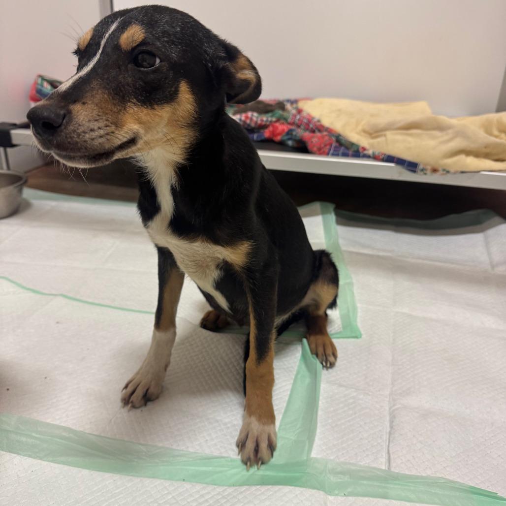 Enlarge Lucky, a Adoptable Collie in San Saba, TX image 2/3